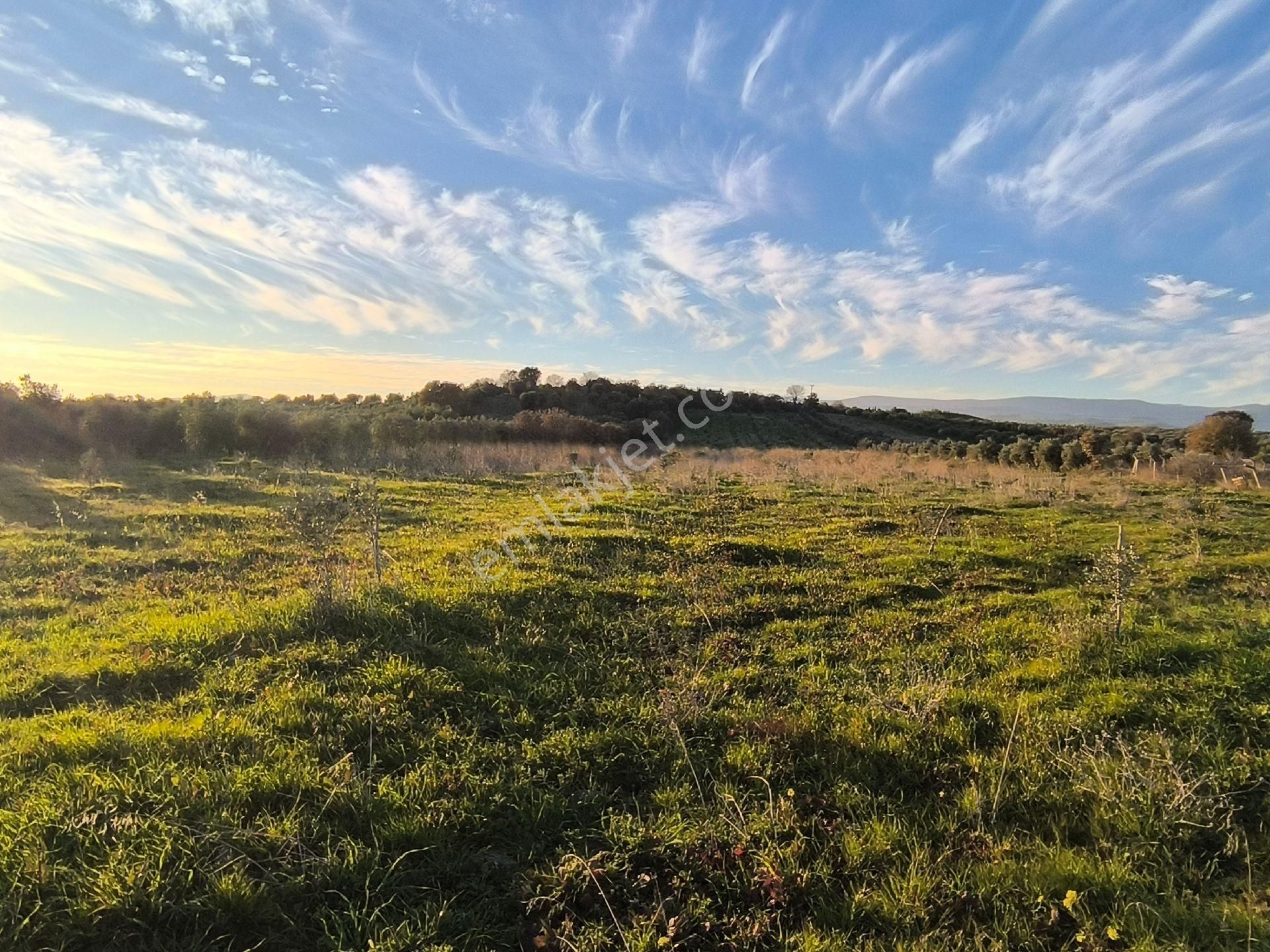 Manisa Saruhanlı Sarıçamda 14.000m2 Zeytinlik 4.200.000tl - Görsel 25