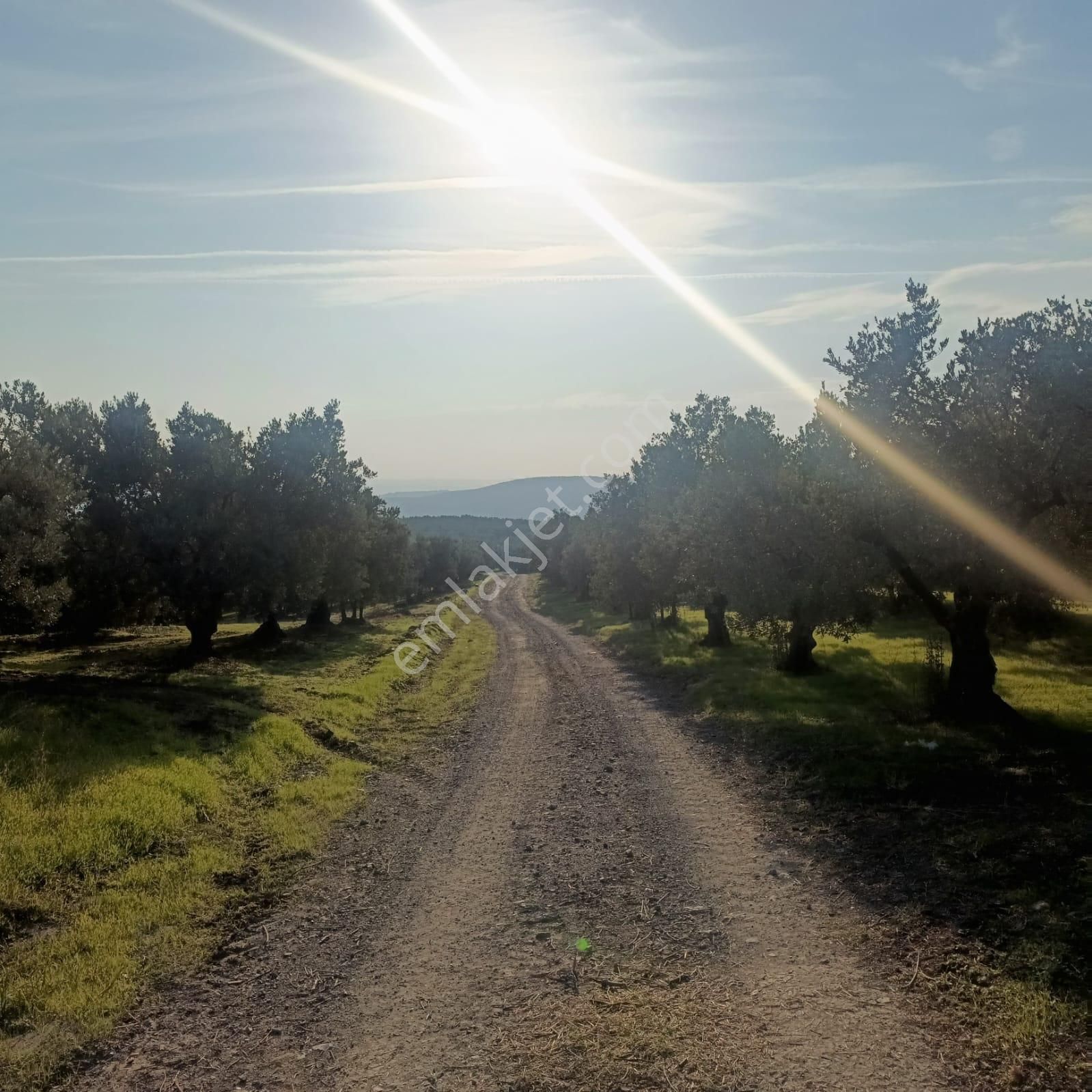 Tırpan'dan Fırsat Dereköy'de 3.235m2 Müstakil Tapu Zeytinlik