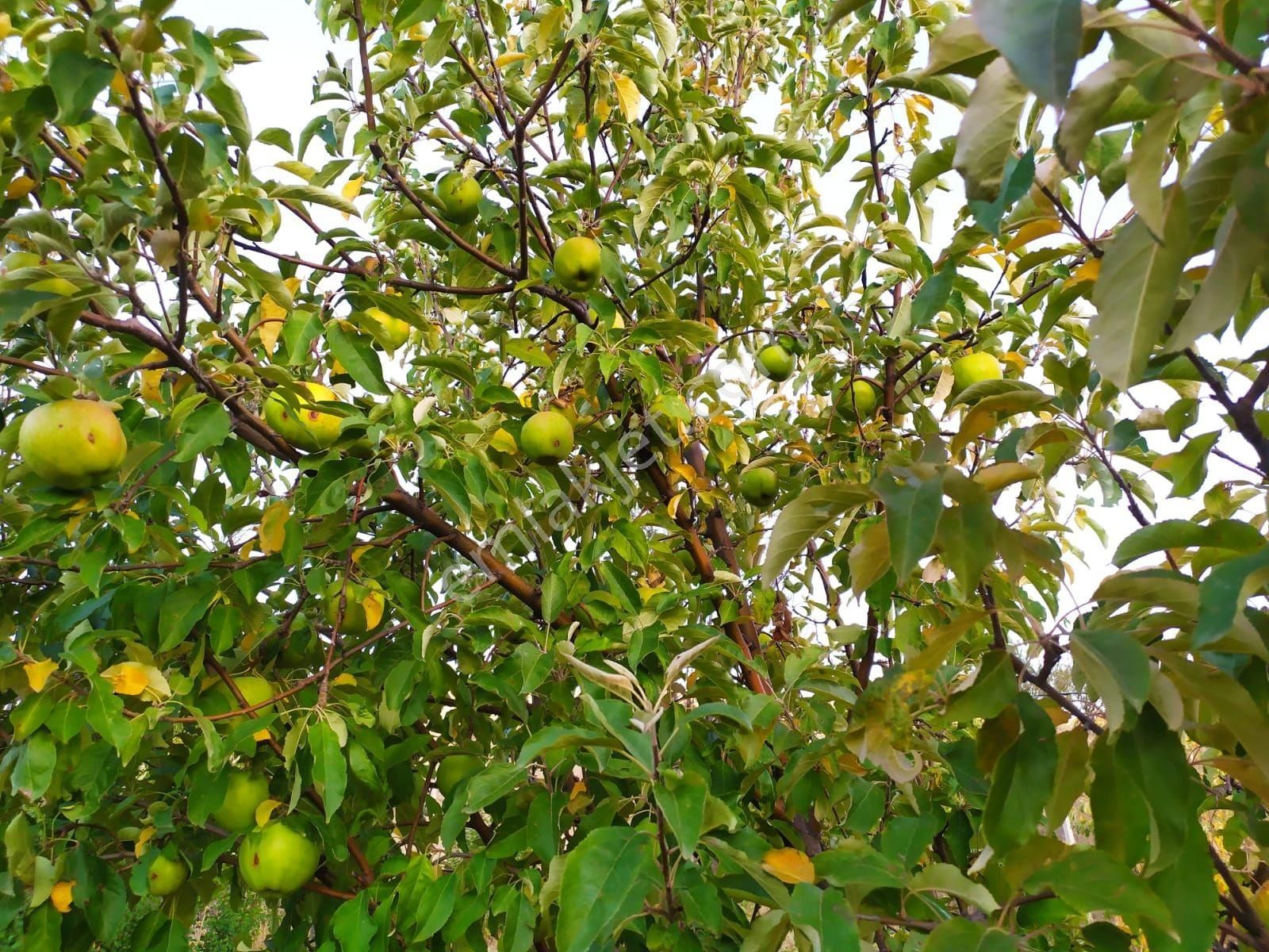 Serpincikte Satılık Vişne Bahçesi - Görsel 14