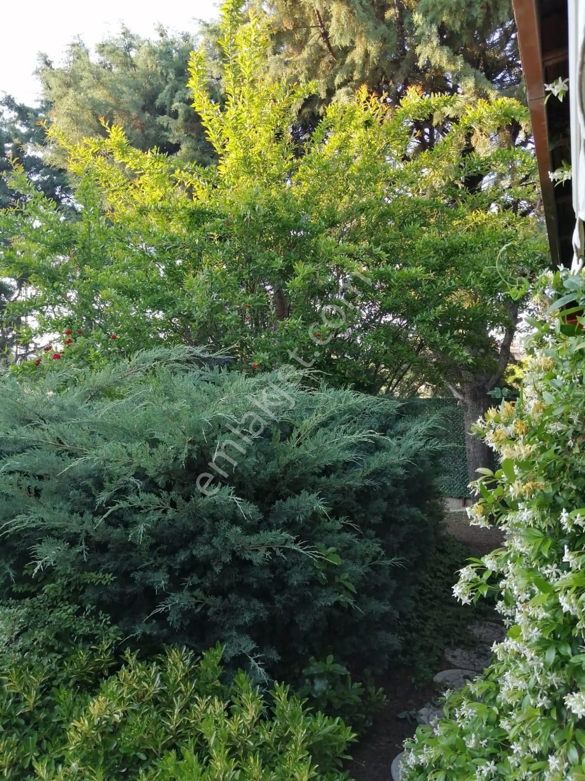 Sahibinden Kiralık 500m2 Bahçe, Ağaçlar İçinde Müstakil Ev - Görsel 11