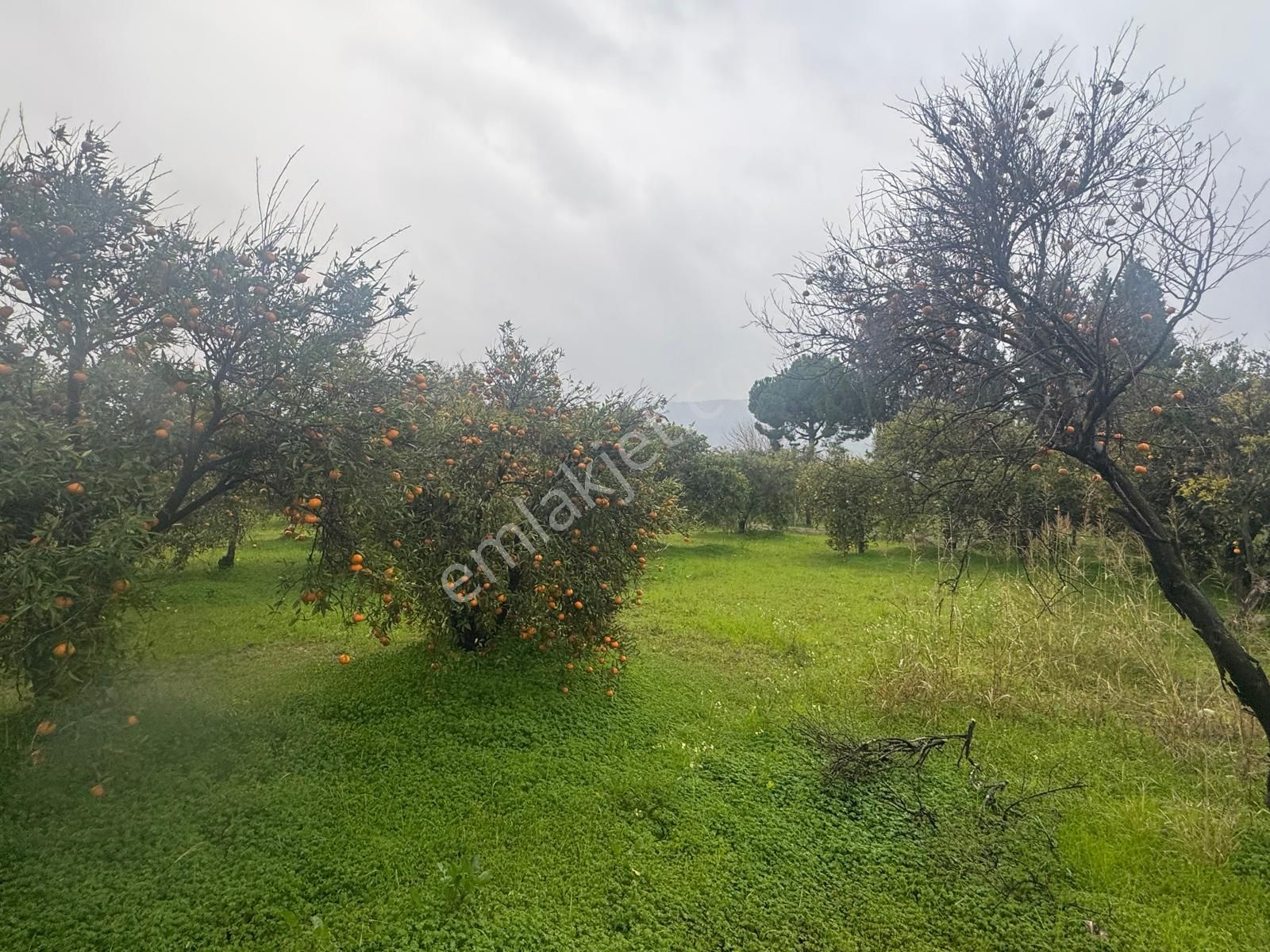 Rota'dan Döğüşbelen'de Satılık 1000m² Narenciye Bahçesi - Görsel 19
