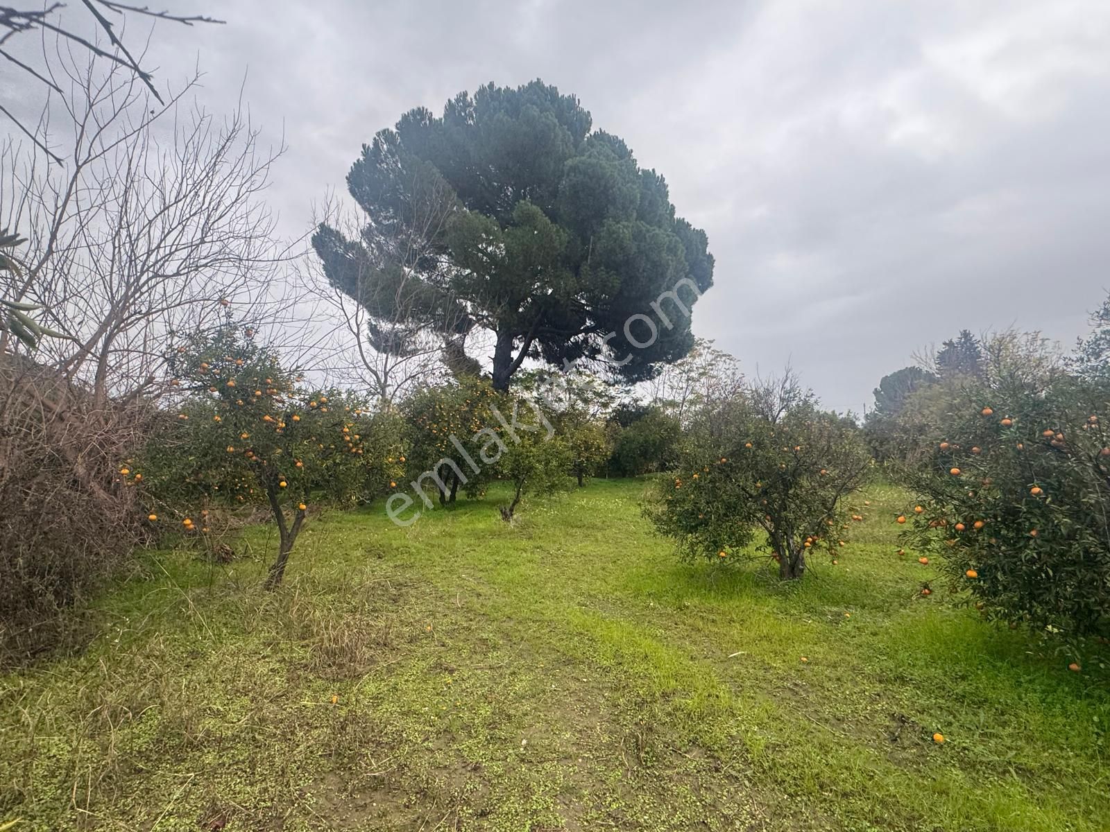 Rota'dan Döğüşbelen'de Satılık 1000m² Narenciye Bahçesi