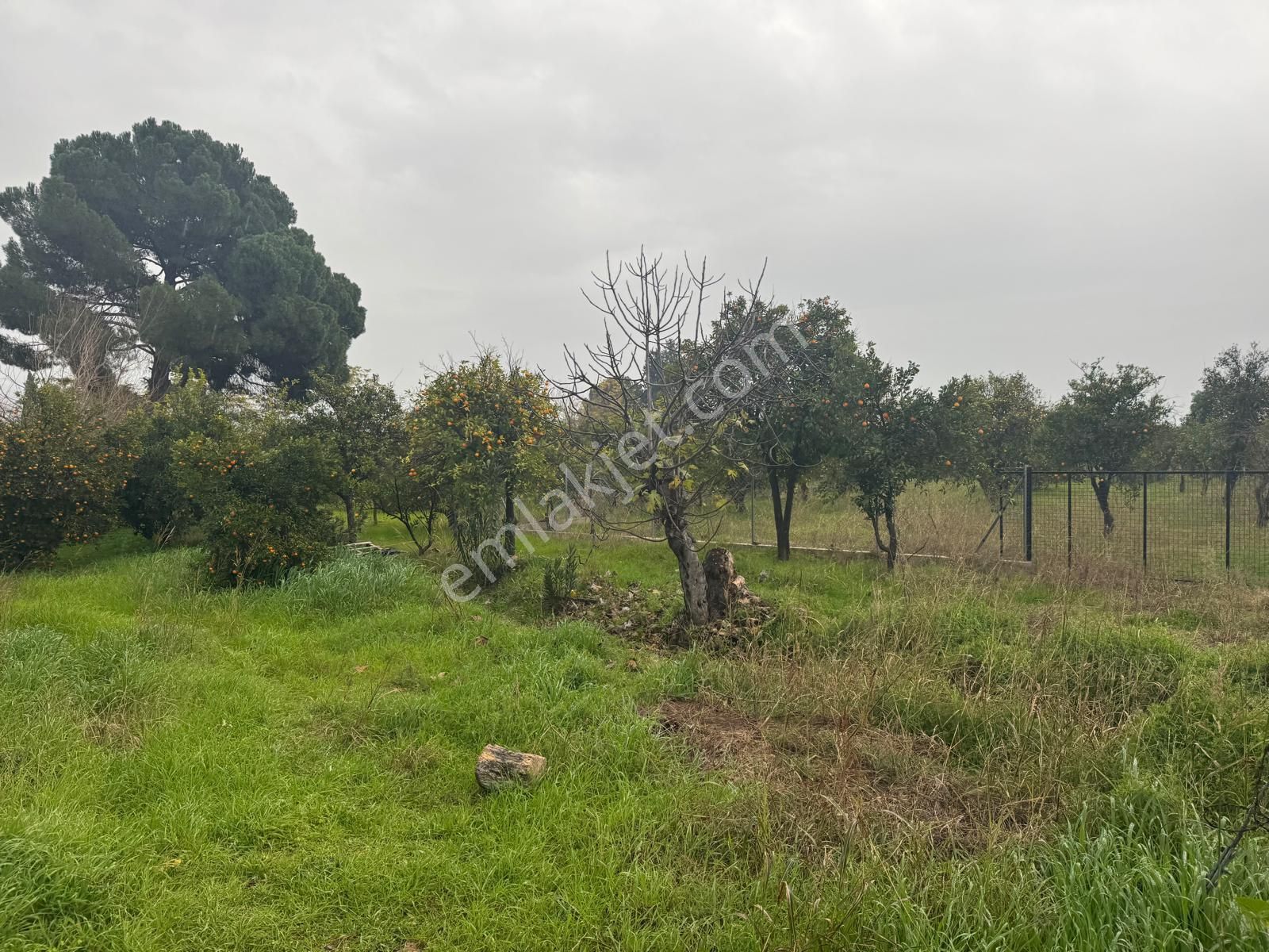 Rota'dan Döğüşbelen'de Satılık 1000m² Narenciye Bahçesi - Görsel 8