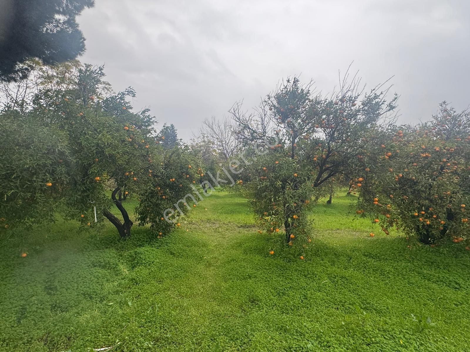 Rota'dan Döğüşbelen'de Satılık 1000m² Narenciye Bahçesi - Görsel 18