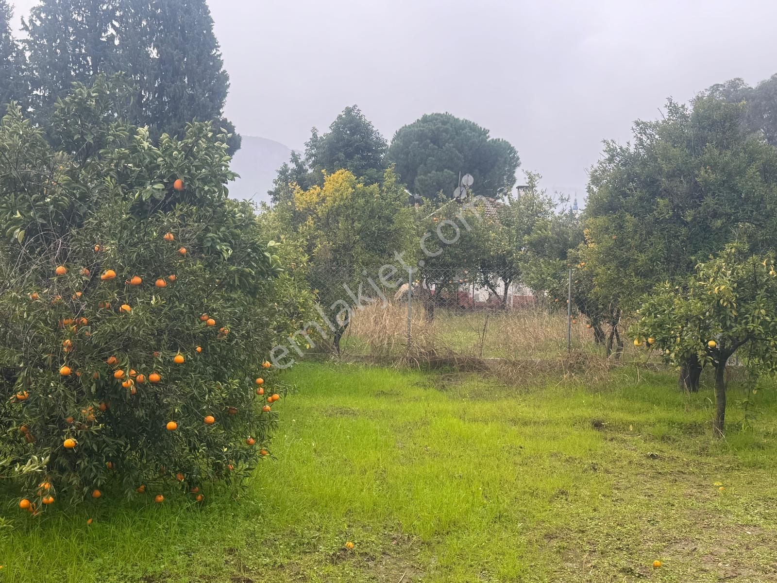 Rota'dan Döğüşbelen'de Satılık 1000m² Narenciye Bahçesi - Görsel 16