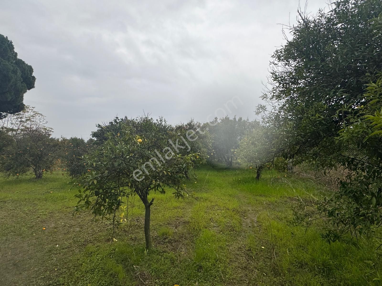 Rota'dan Döğüşbelen'de Satılık 1000m² Narenciye Bahçesi - Görsel 13