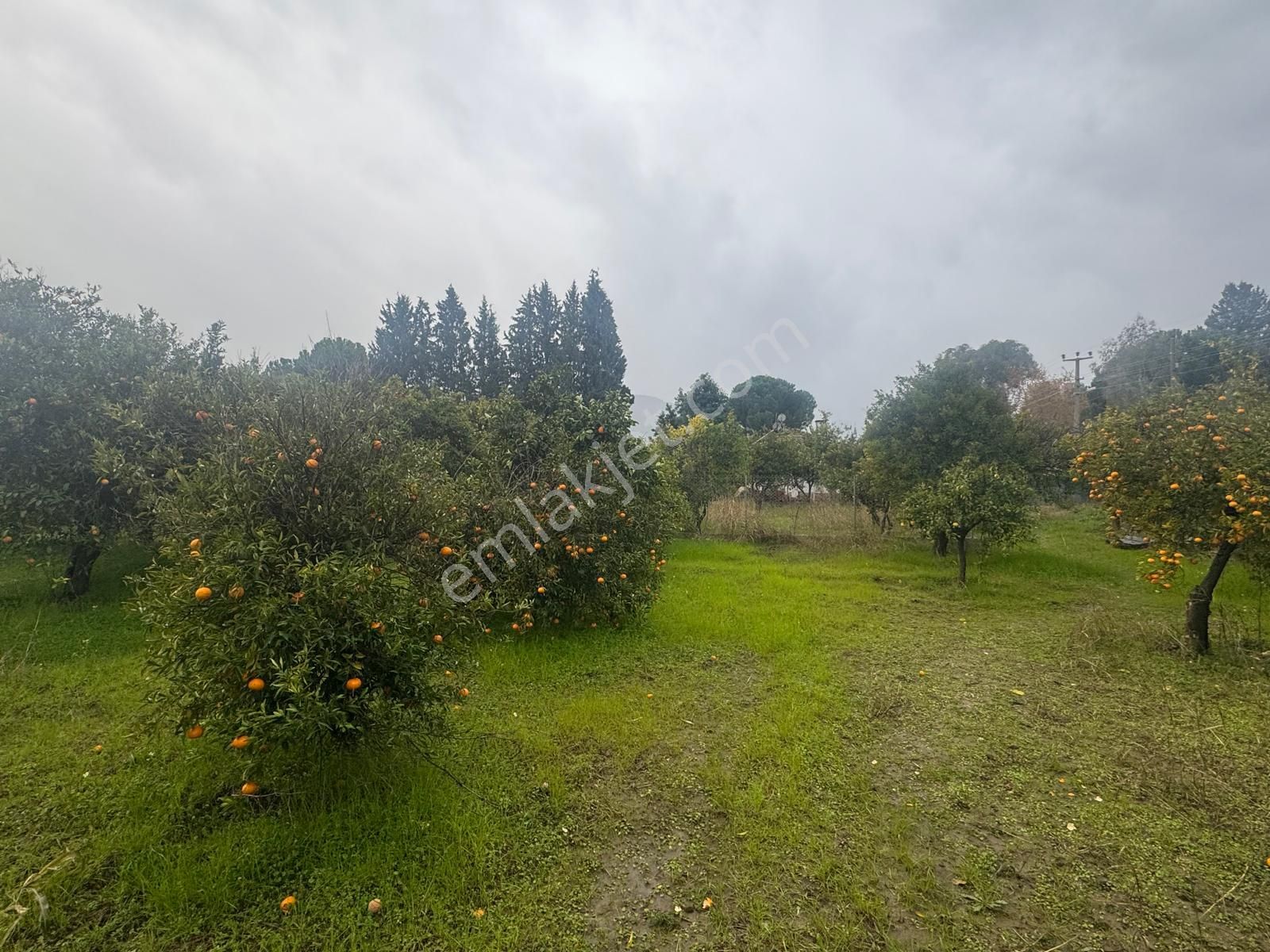 Rota'dan Döğüşbelen'de Satılık 1000m² Narenciye Bahçesi - Görsel 20