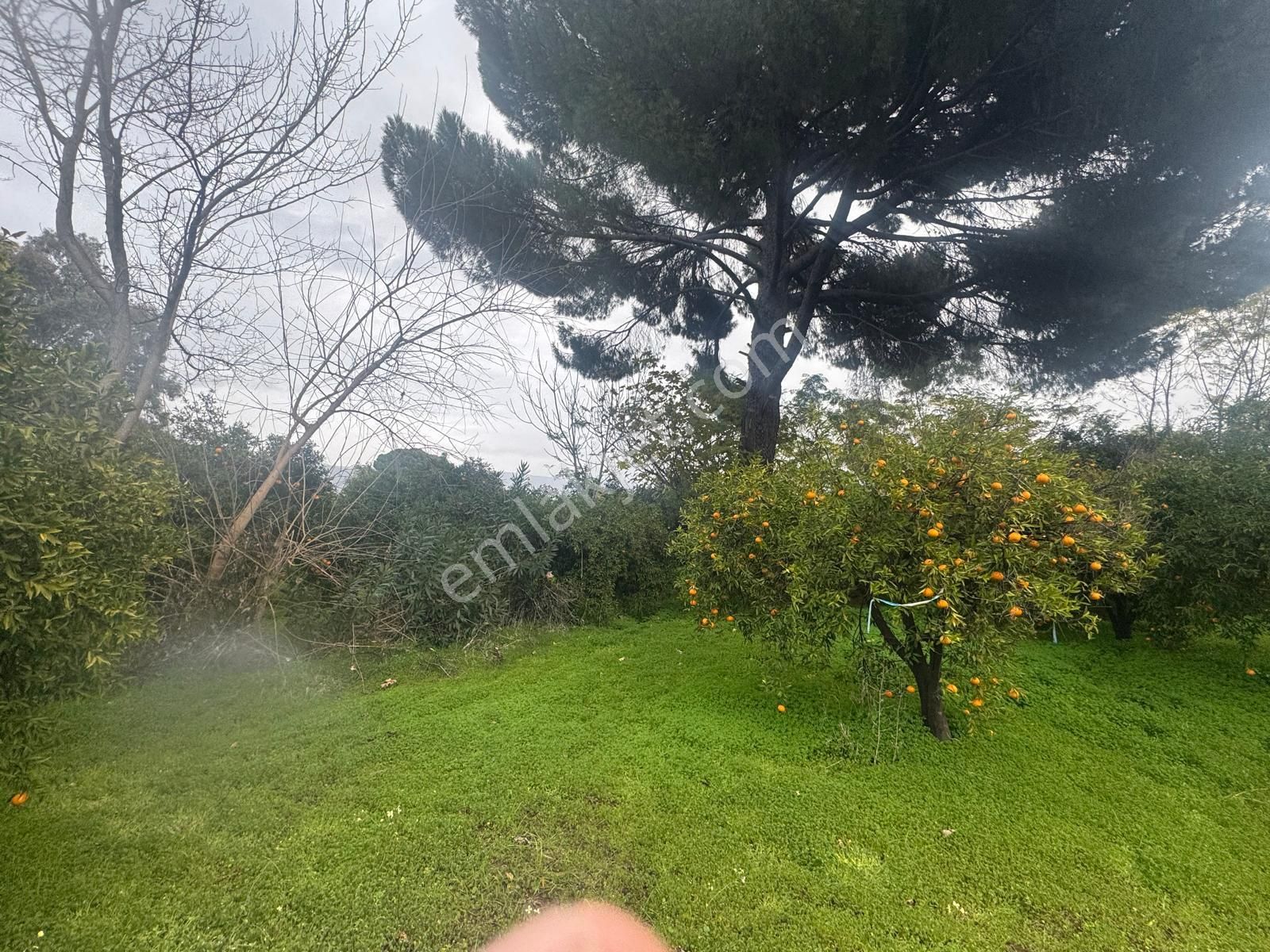 Rota'dan Döğüşbelen'de Satılık 1000m² Narenciye Bahçesi - Görsel 21