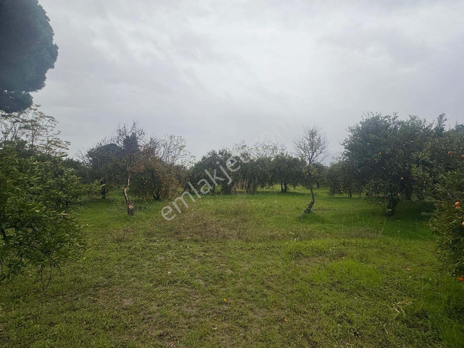 Rota'dan Döğüşbelen'de Satılık 1000m² Narenciye Bahçesi - Görsel 14