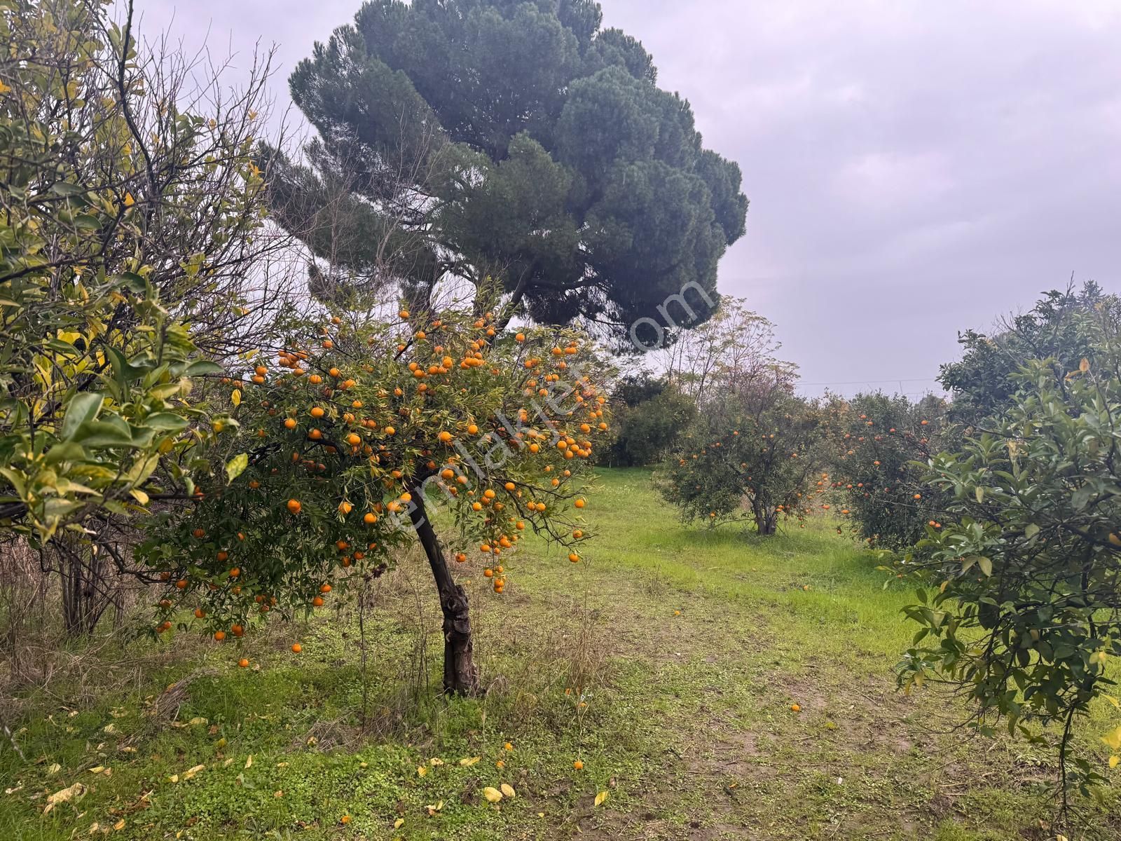 Rota'dan Döğüşbelen'de Satılık 1000m² Narenciye Bahçesi - Görsel 12