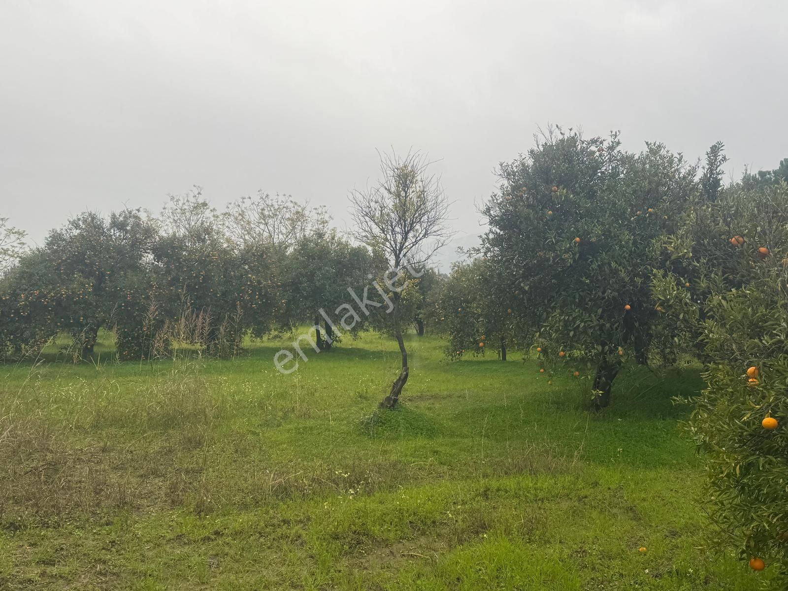 Rota'dan Döğüşbelen'de Satılık 1000m² Narenciye Bahçesi - Görsel 17