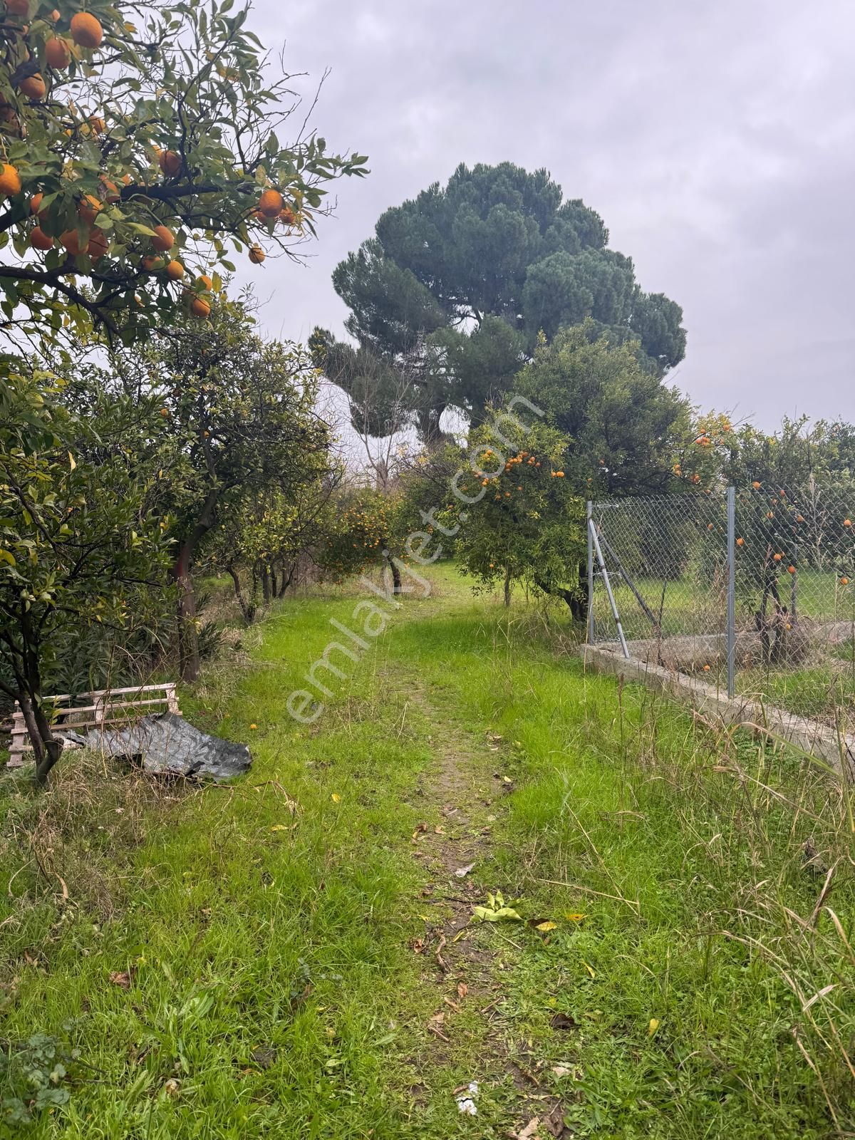 Rota'dan Döğüşbelen'de Satılık 1000m² Narenciye Bahçesi - Görsel 11