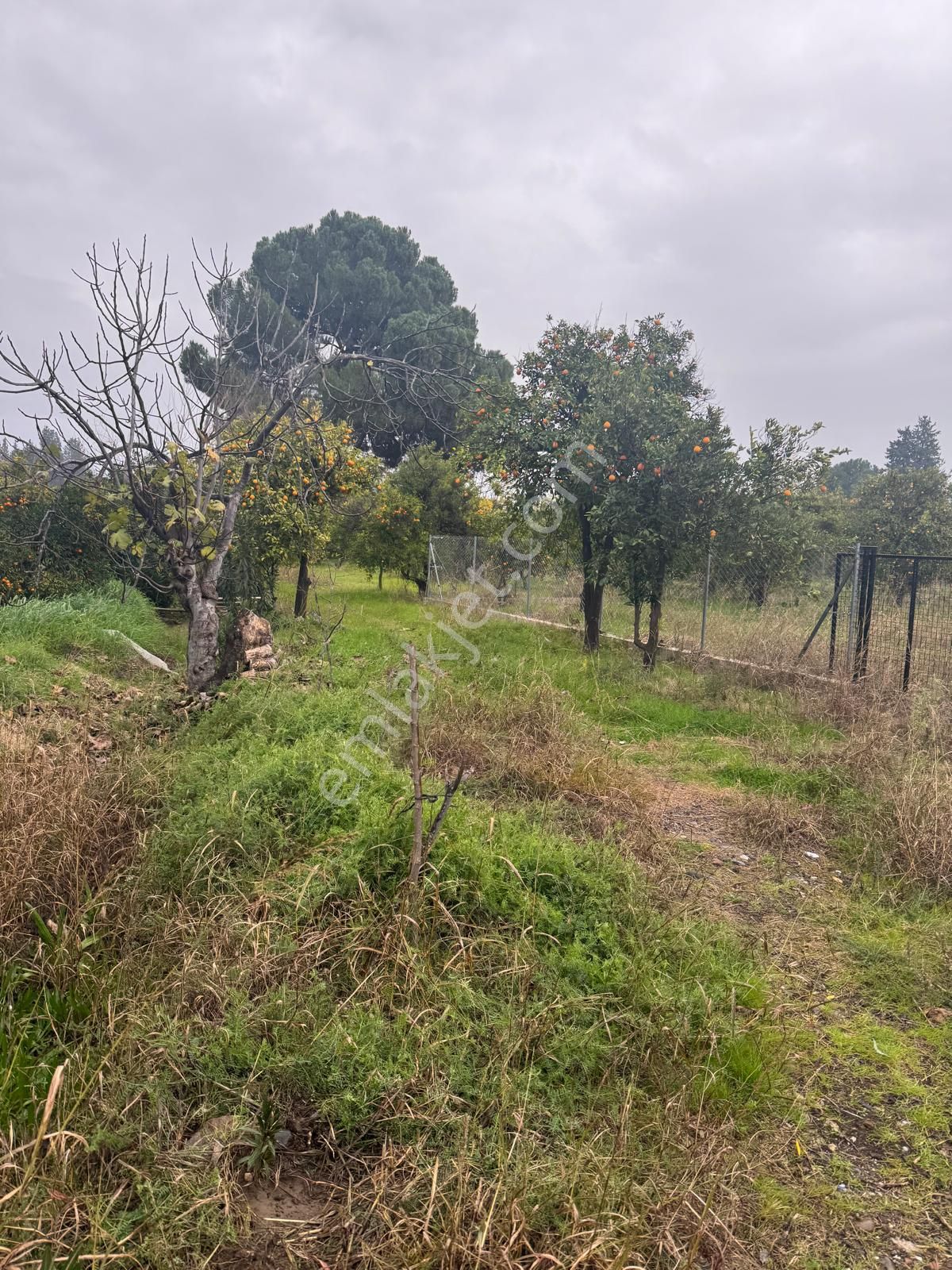 Rota'dan Döğüşbelen'de Satılık 1000m² Narenciye Bahçesi - Görsel 15