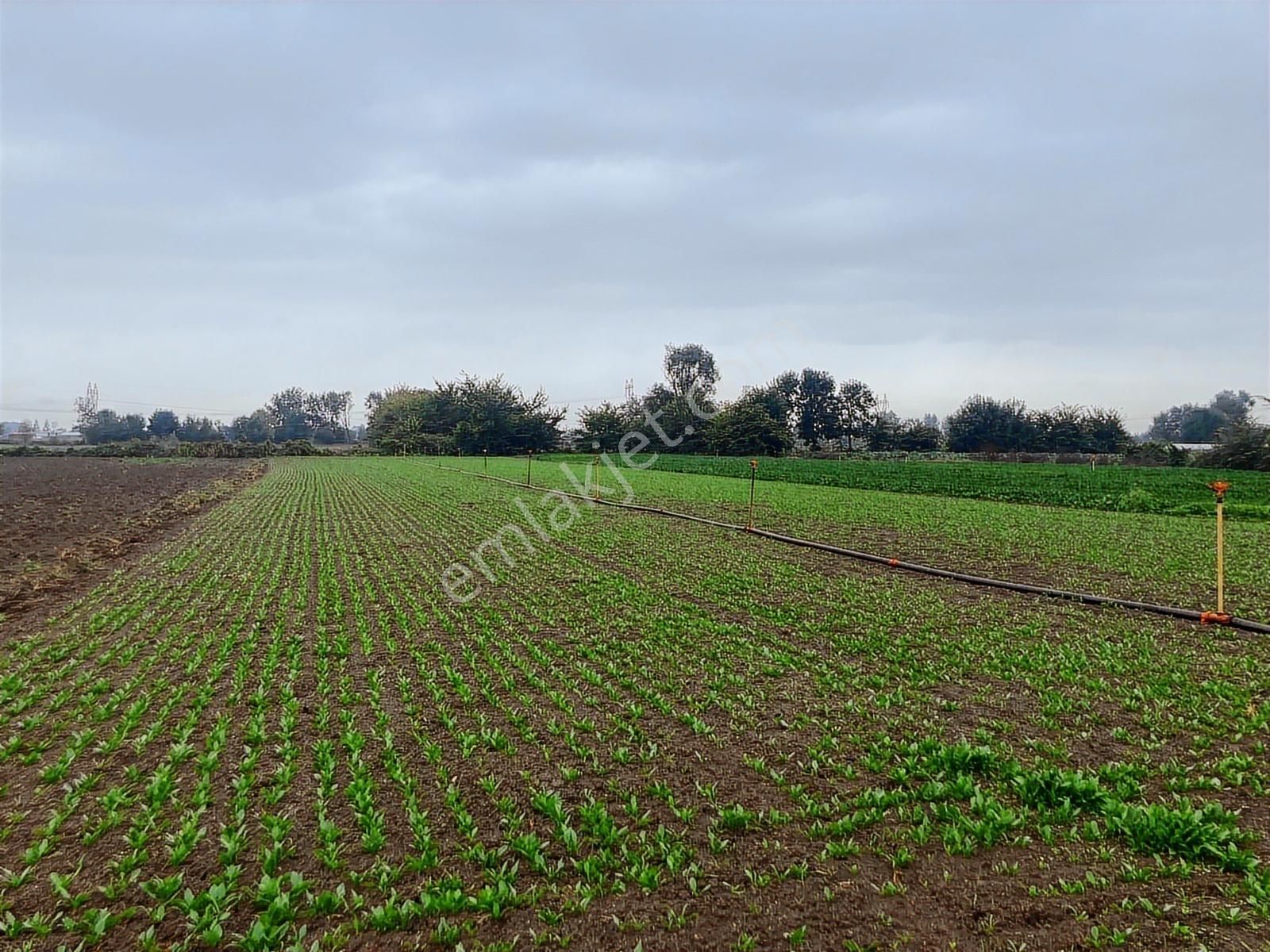 Erenler Büyükesence'de 1860m2 Satılık Tarla - Görsel 17