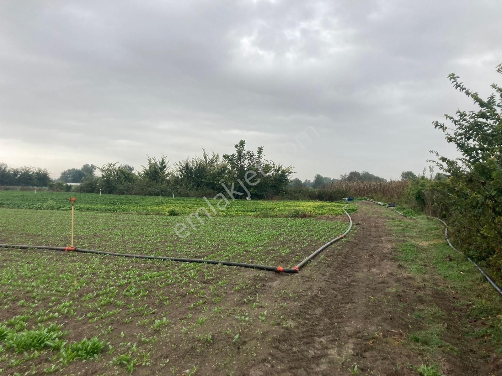 Erenler Büyükesence'de 1860m2 Satılık Tarla - Görsel 9