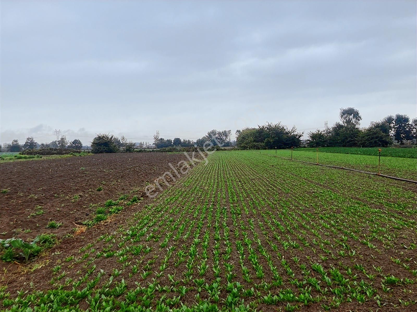 Erenler Büyükesence'de 1860m2 Satılık Tarla - Görsel 8