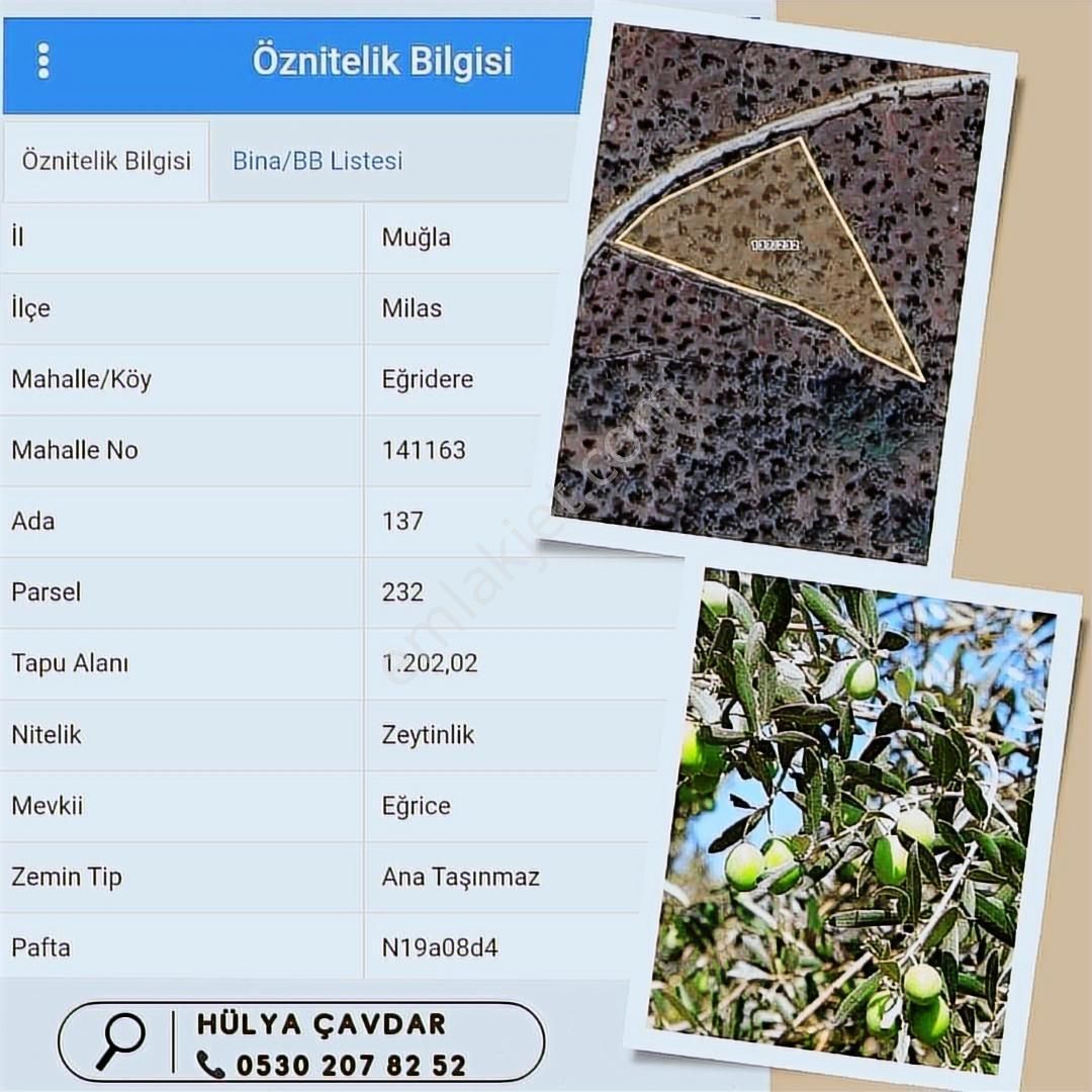 İndirim..milas Eğridere Satılık Zeytinlik