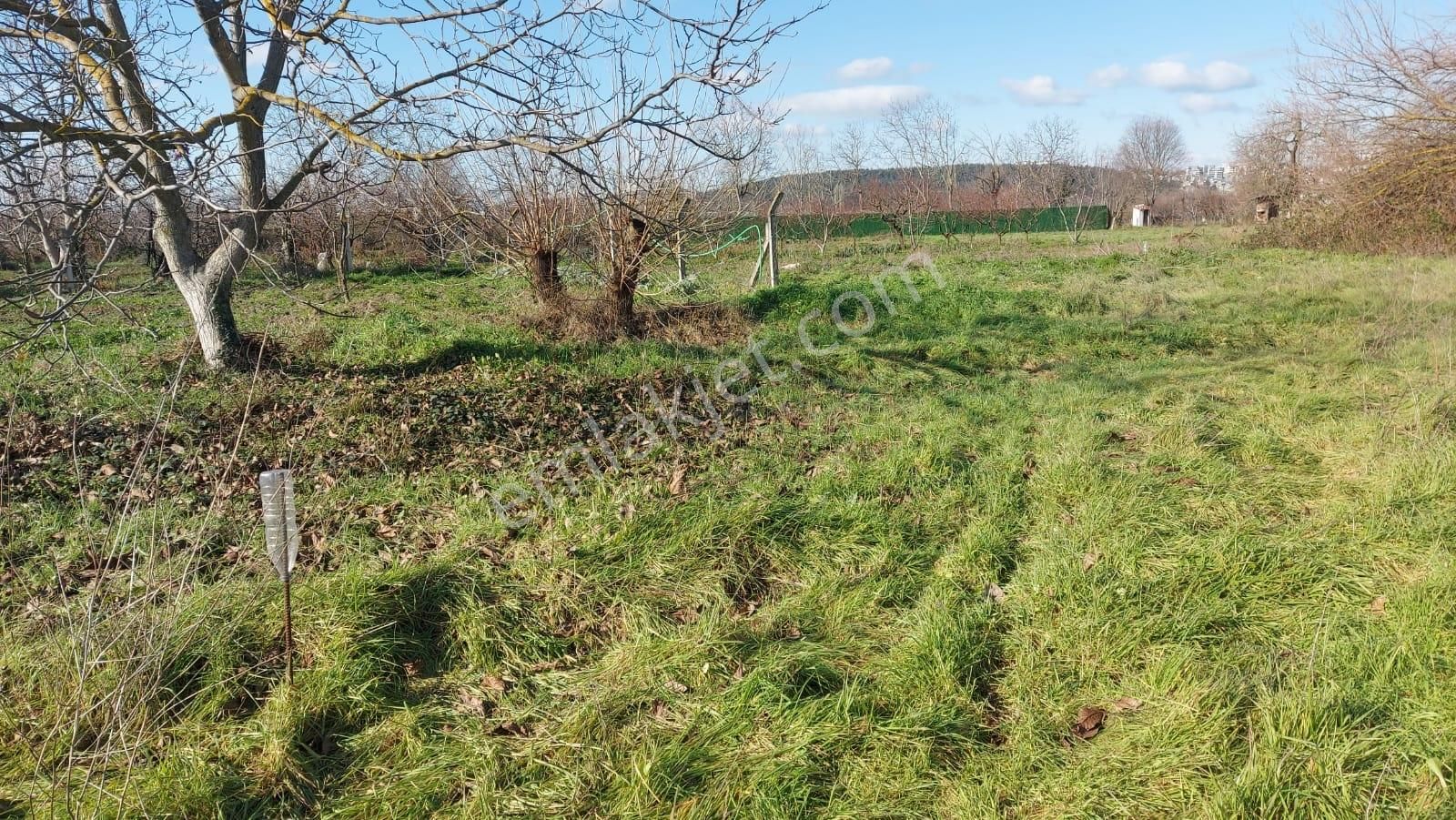 Halil Kahraman Dan Kayapa Da 235 M2 Hobi Bahçesi - Görsel 10