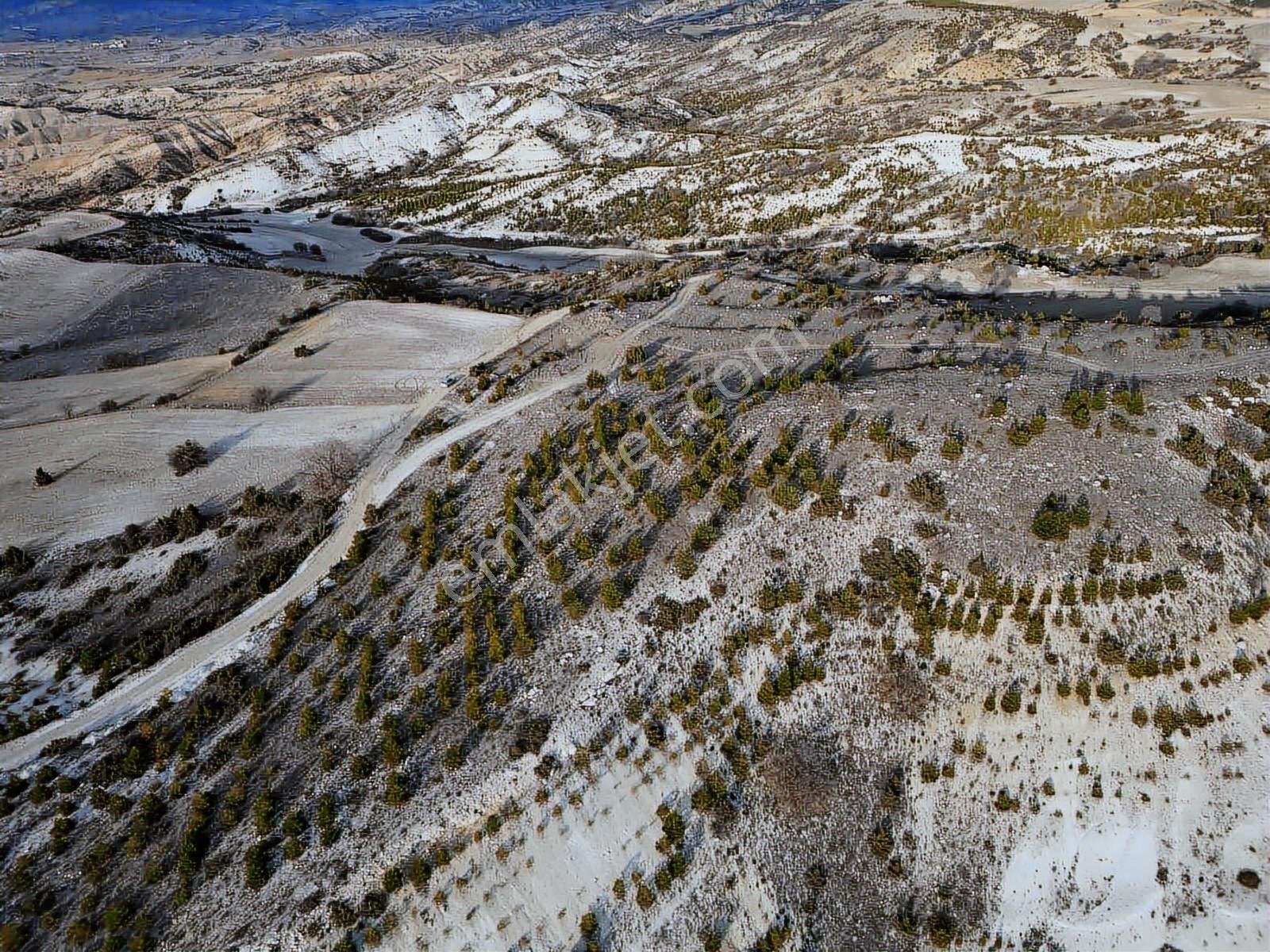 40 Adet Yetişmiş Çam Ağaçları İçerisinde Tek Tapu 3586 M2 Acill - Görsel 24