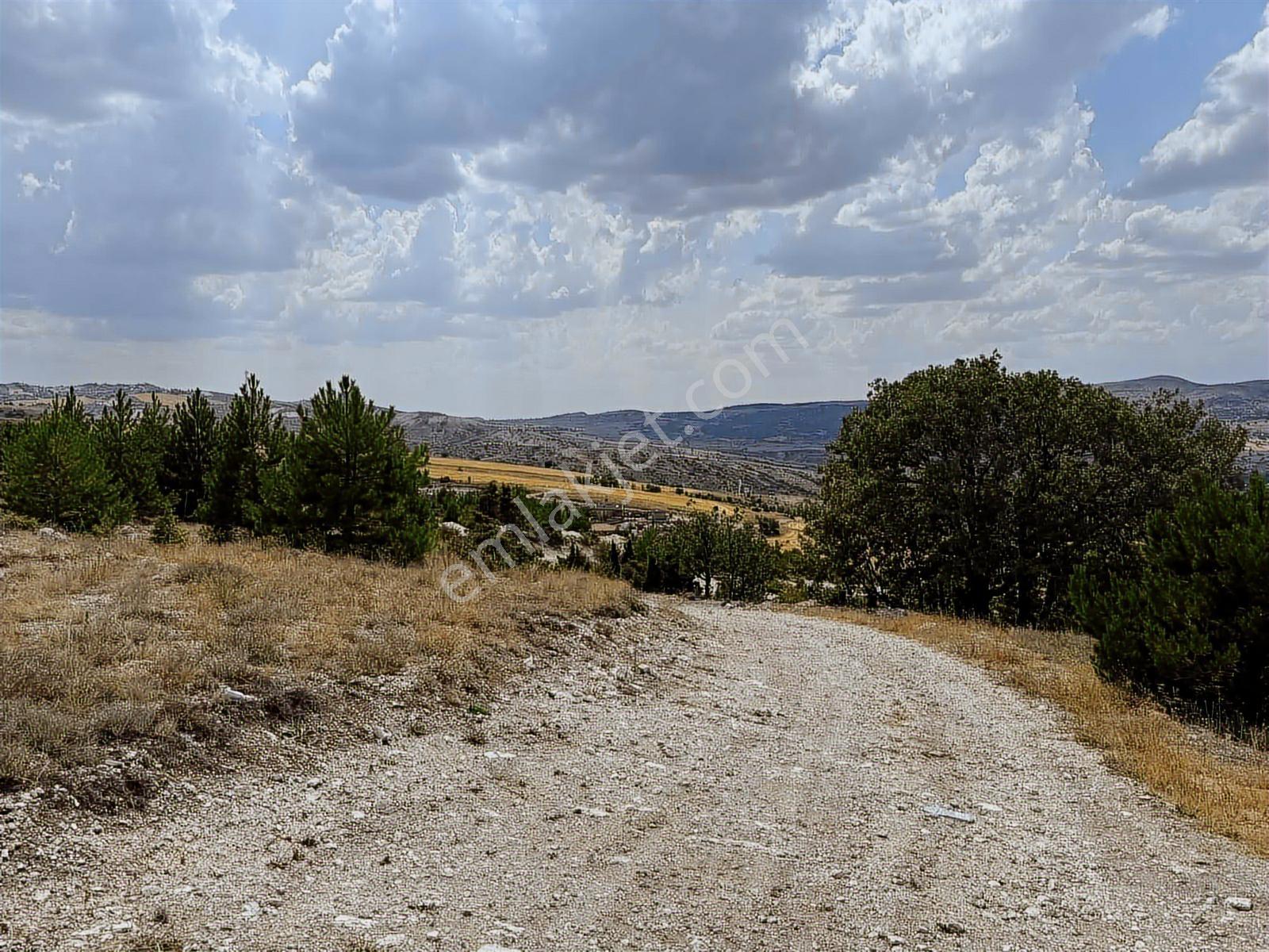 40 Adet Yetişmiş Çam Ağaçları İçerisinde Tek Tapu 3586 M2 Acill - Görsel 15