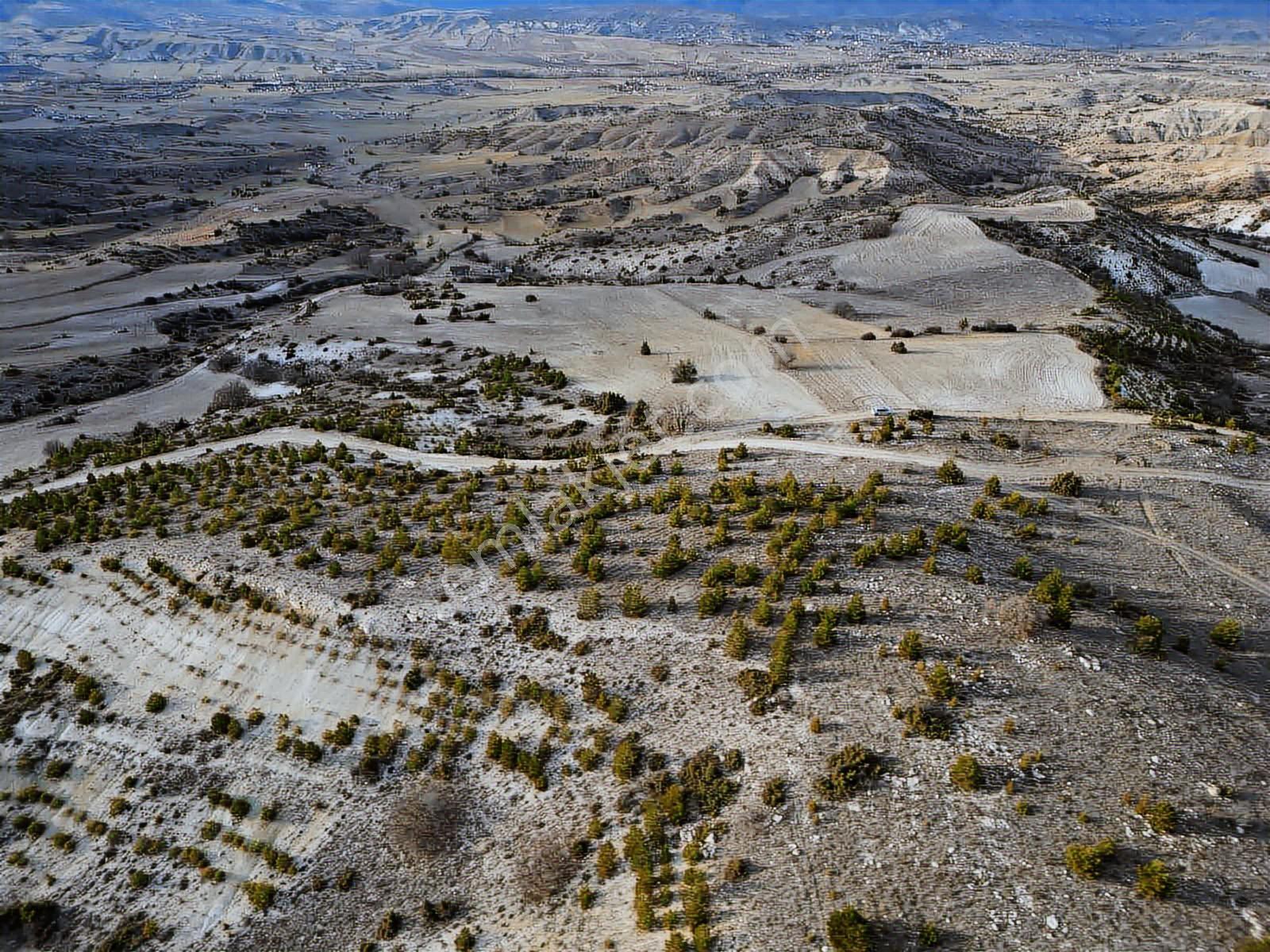 40 Adet Yetişmiş Çam Ağaçları İçerisinde Tek Tapu 3586 M2 Acill - Görsel 32