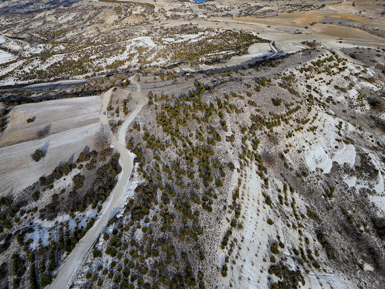 40 Adet Yetişmiş Çam Ağaçları İçerisinde Tek Tapu 3586 M2 Acill - Görsel 17