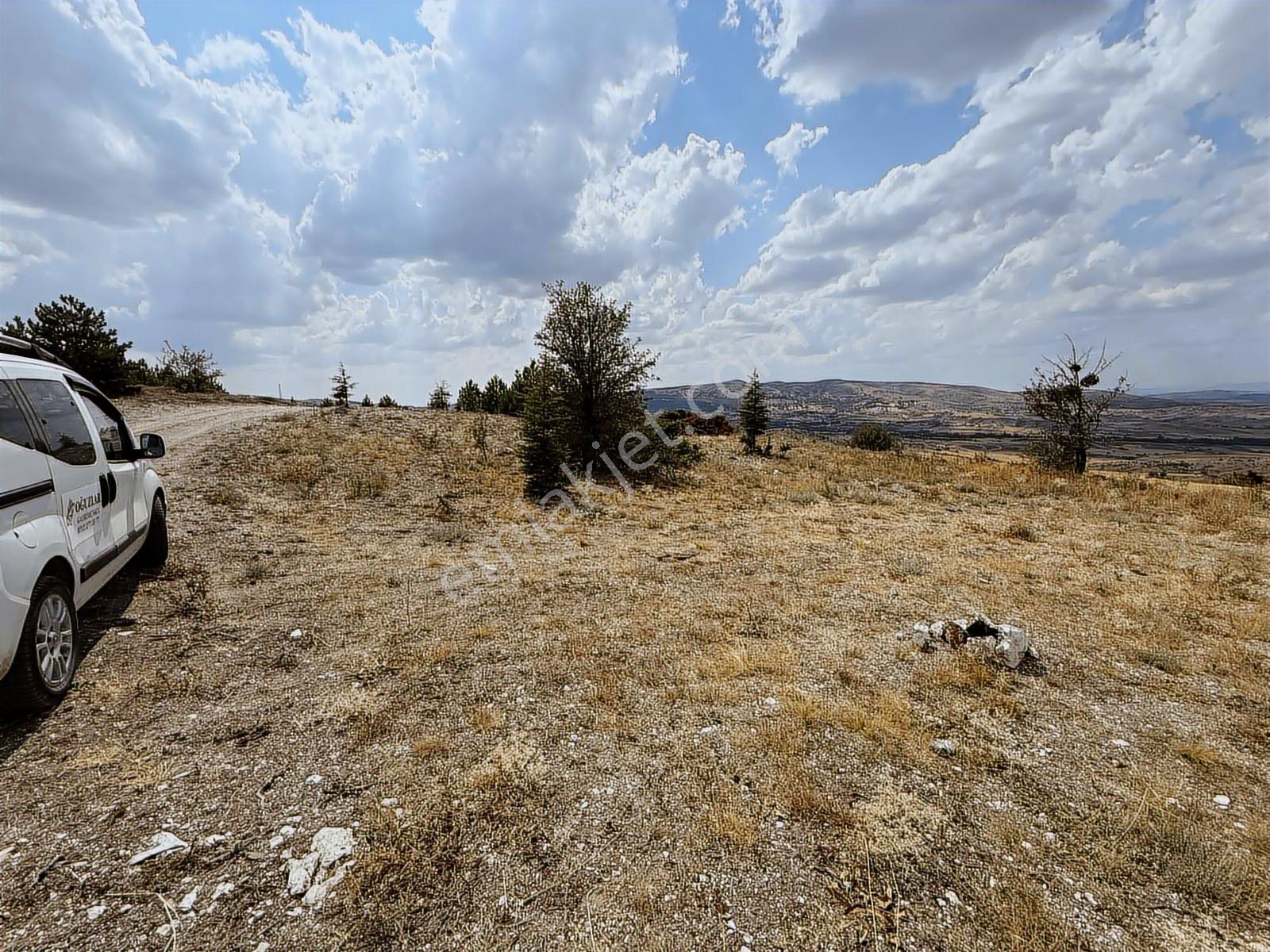 40 Adet Yetişmiş Çam Ağaçları İçerisinde Tek Tapu 3586 M2 Acill - Görsel 6