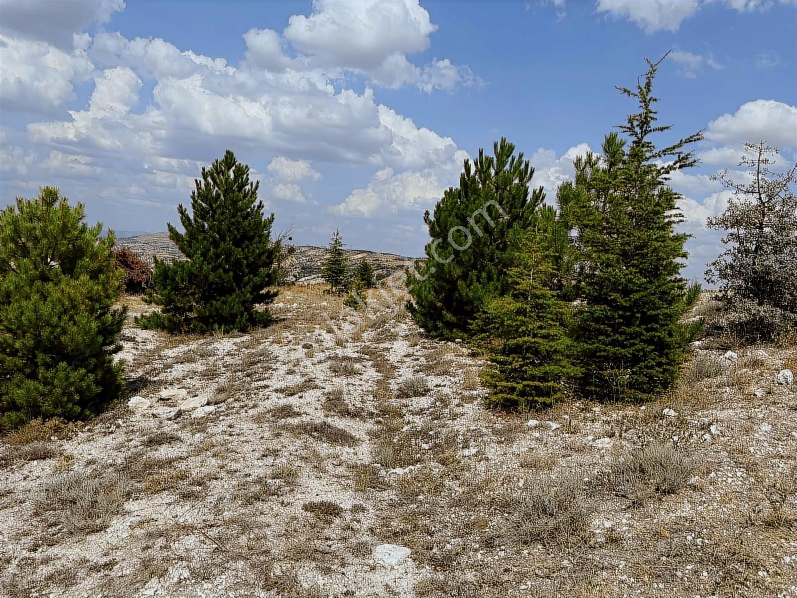 40 Adet Yetişmiş Çam Ağaçları İçerisinde Tek Tapu 3586 M2 Acill - Görsel 3