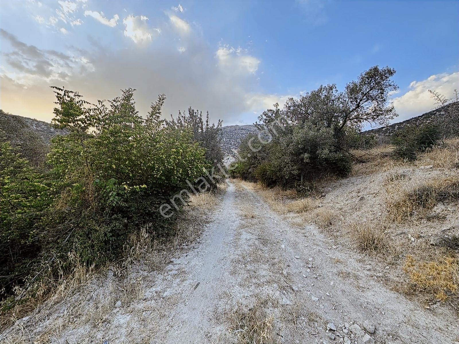 Isparta_uluborlu_dereköy_kadastro_yolu_mevcut_kiraz_bahçeleri - Görsel 2