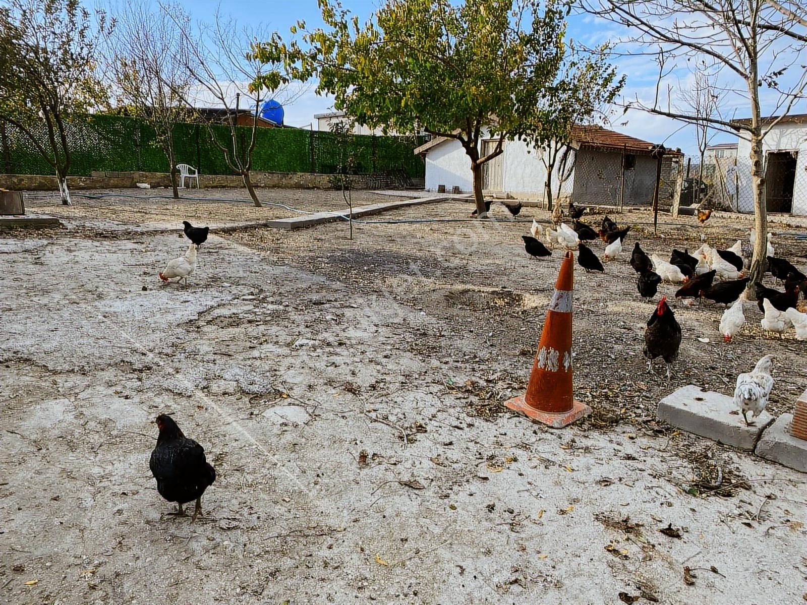 Çatalca Çanakçada Ticari İmarlı Yapı Kayıtlı 495 M2 Arsa - Görsel 4