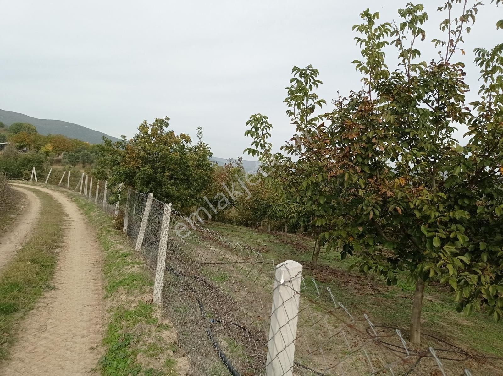 Yenişehir Kavaklı Sulama Tesisatı Olan 10 Yaşında Bakımlı Ceviz - Görsel 18