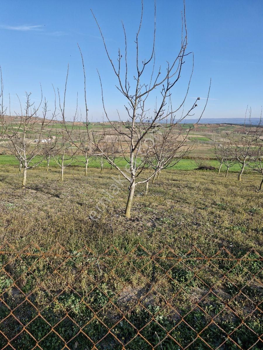 Yenişehir Kavaklı Sulama Tesisatı Olan 10 Yaşında Bakımlı Ceviz - Görsel 25