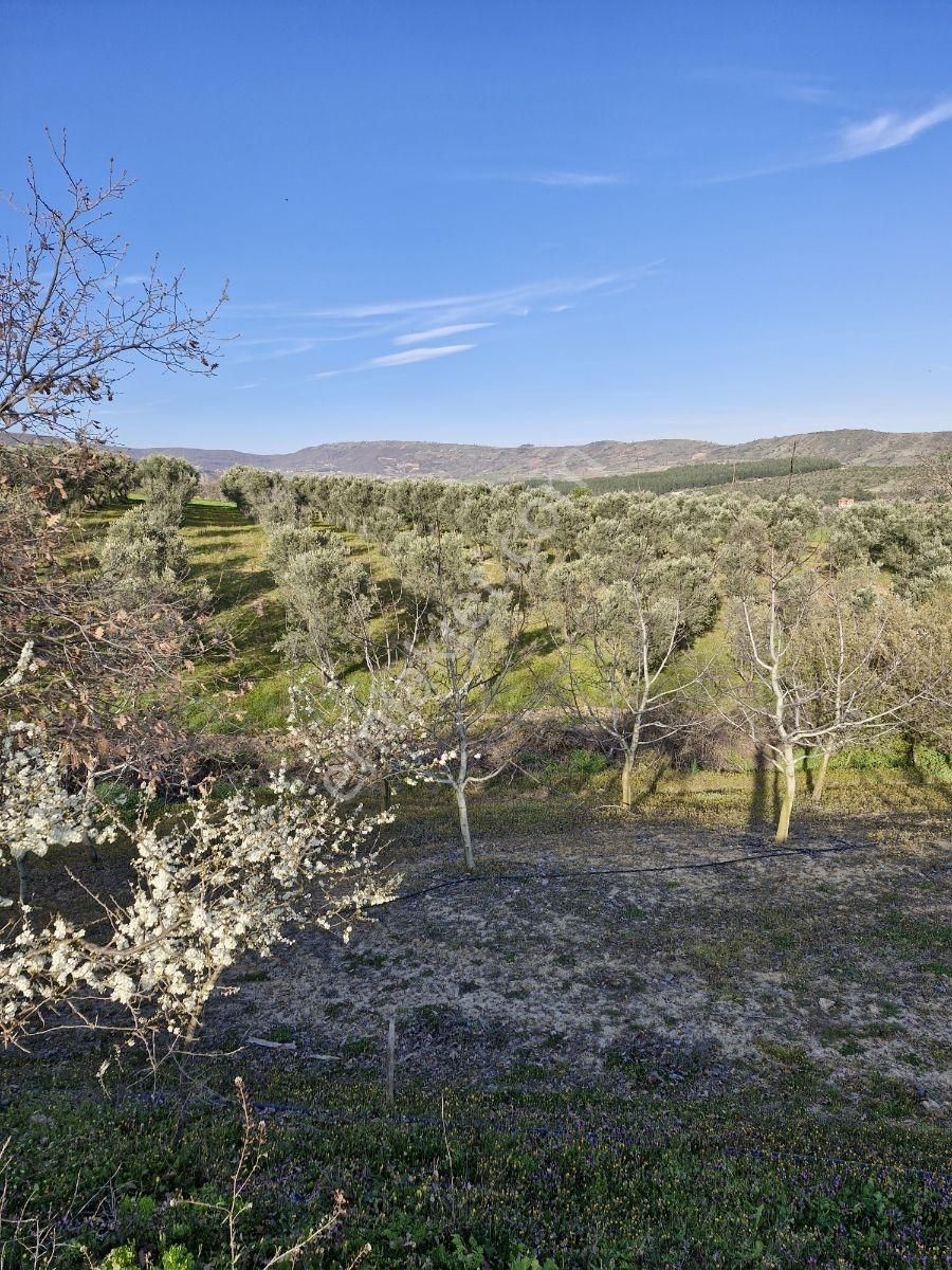 Yenişehir Kavaklı Sulama Tesisatı Olan 10 Yaşında Bakımlı Ceviz - Görsel 33