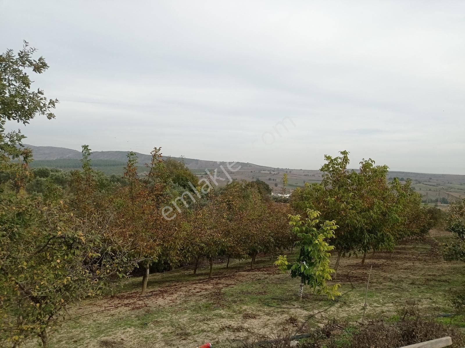 Yenişehir Kavaklı Sulama Tesisatı Olan 10 Yaşında Bakımlı Ceviz - Görsel 11