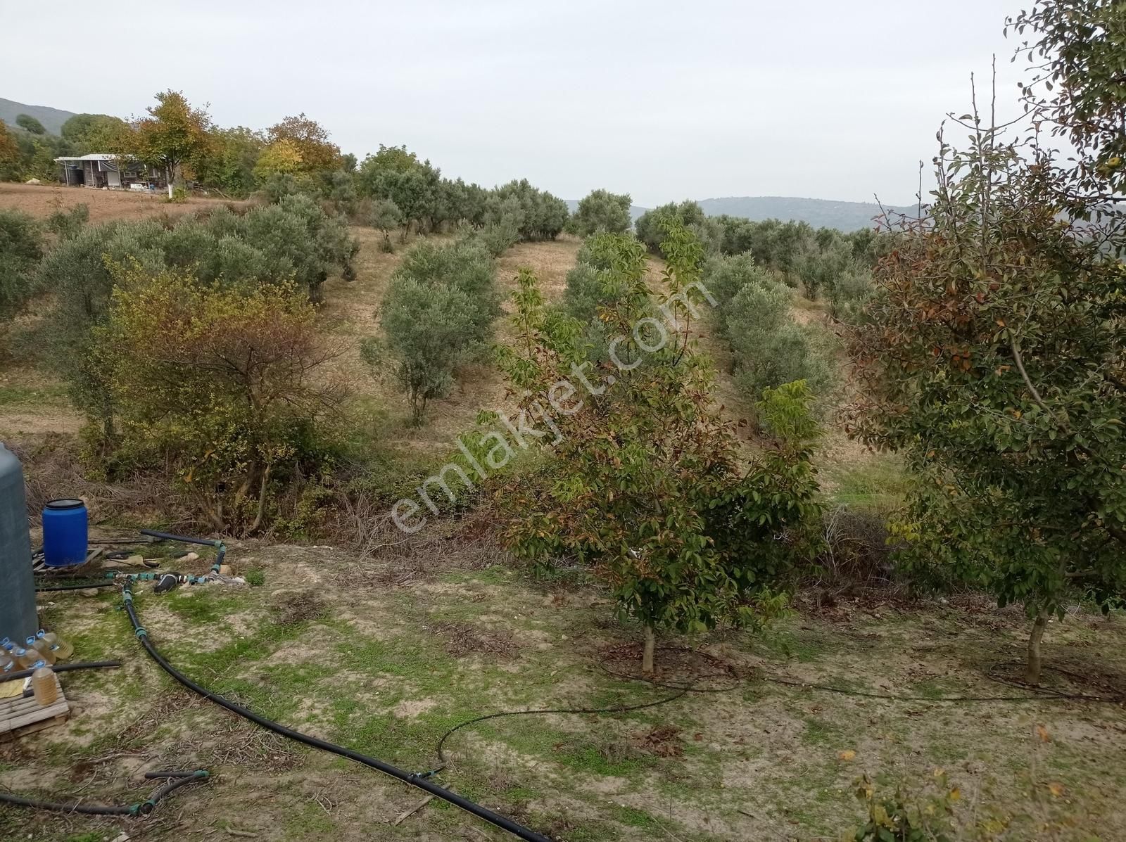 Yenişehir Kavaklı Sulama Tesisatı Olan 10 Yaşında Bakımlı Ceviz - Görsel 7