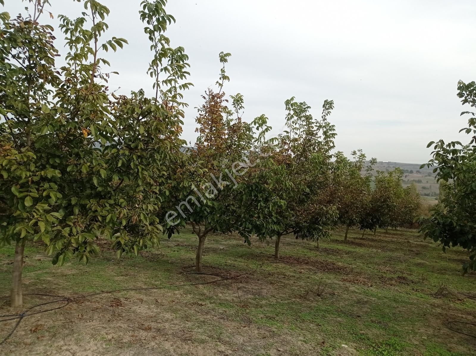 Yenişehir Kavaklı Sulama Tesisatı Olan 10 Yaşında Bakımlı Ceviz - Görsel 19