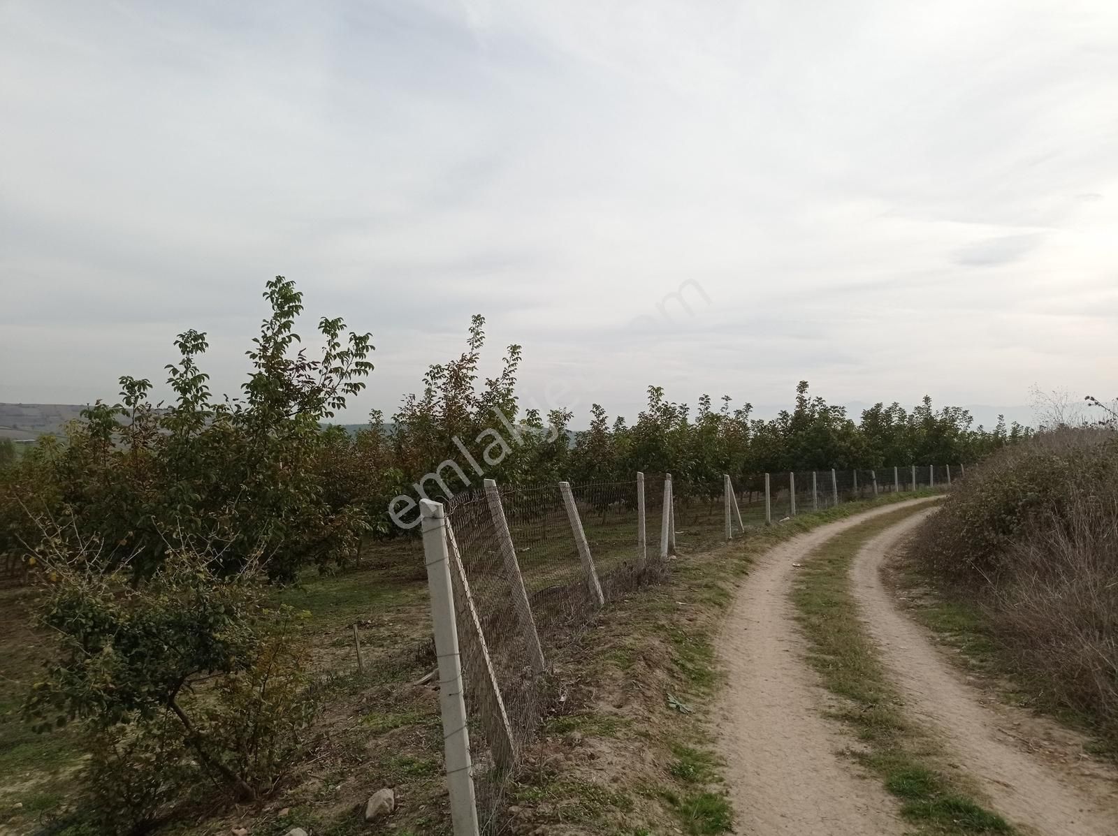 Yenişehir Kavaklı Sulama Tesisatı Olan 10 Yaşında Bakımlı Ceviz - Görsel 17