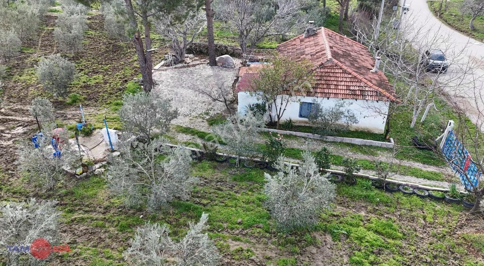 Hamzalı Süleymaniye Asfalt Kenarı Muhteşem Çiftlik Evi,zeytinlik - Görsel 9