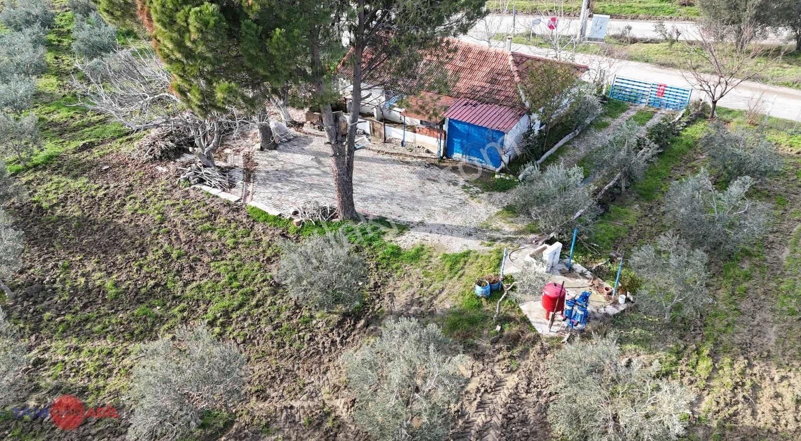 Hamzalı Süleymaniye Asfalt Kenarı Muhteşem Çiftlik Evi,zeytinlik - Görsel 12