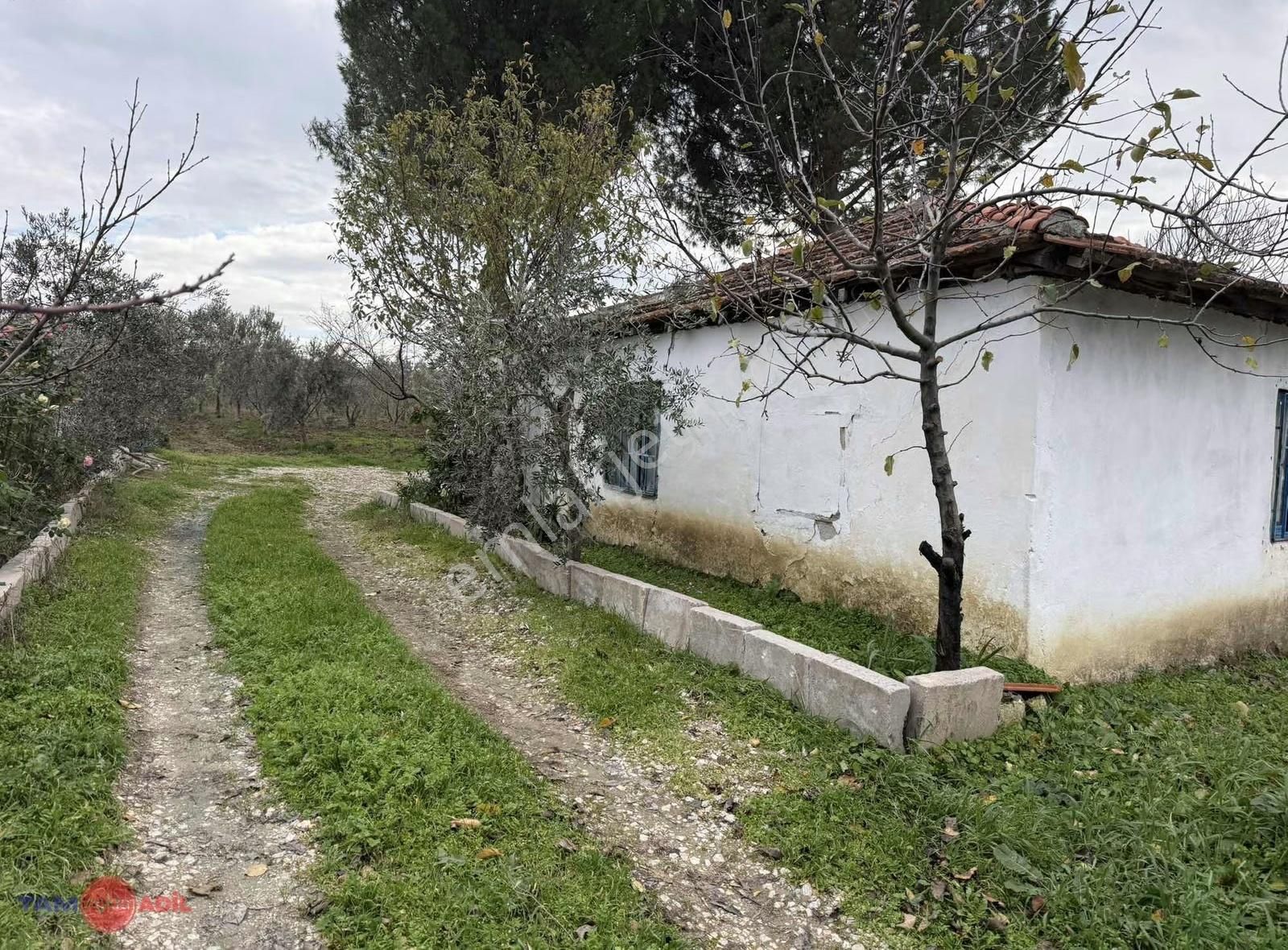 Hamzalı Süleymaniye Asfalt Kenarı Muhteşem Çiftlik Evi,zeytinlik - Görsel 6