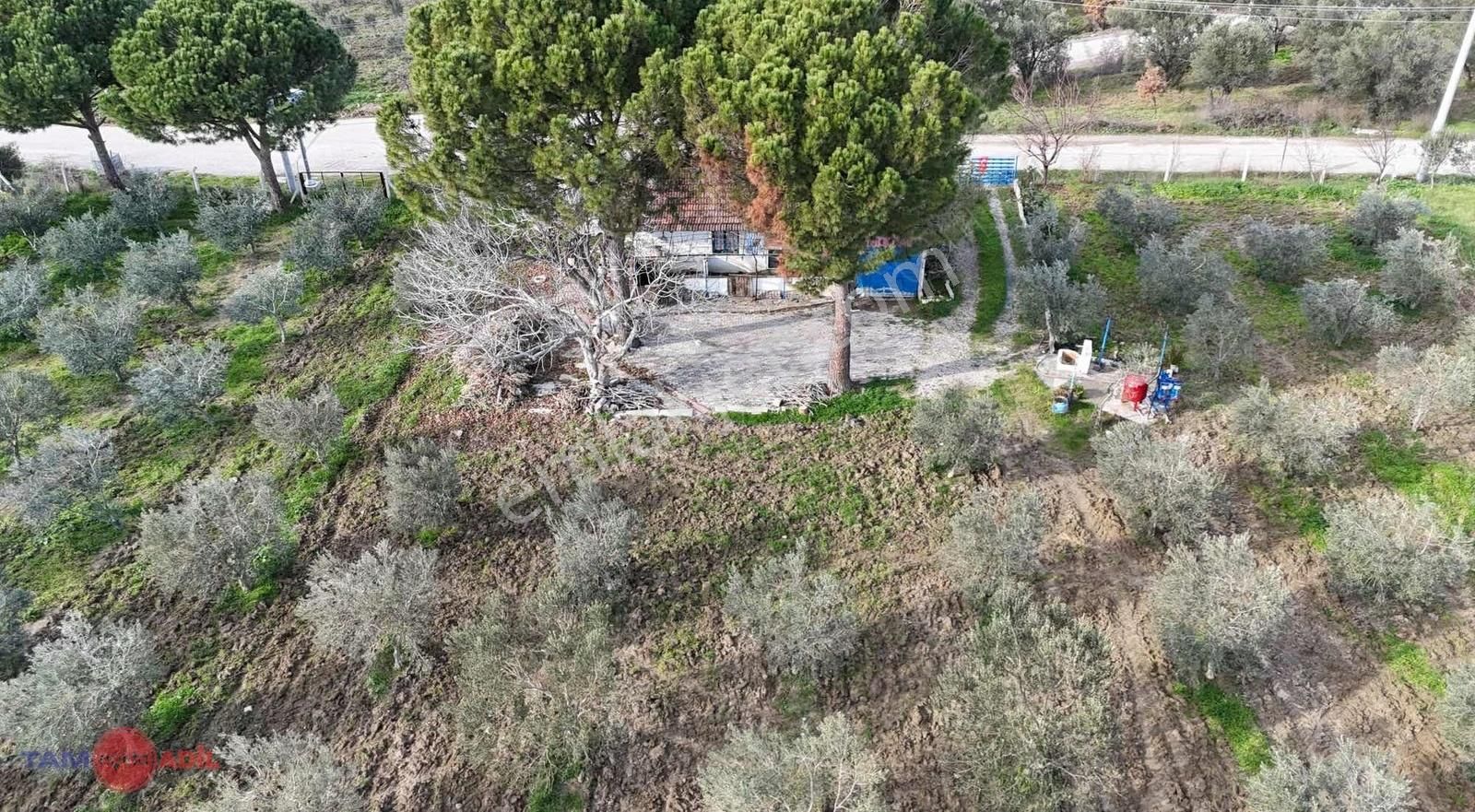 Hamzalı Süleymaniye Asfalt Kenarı Muhteşem Çiftlik Evi,zeytinlik - Görsel 13