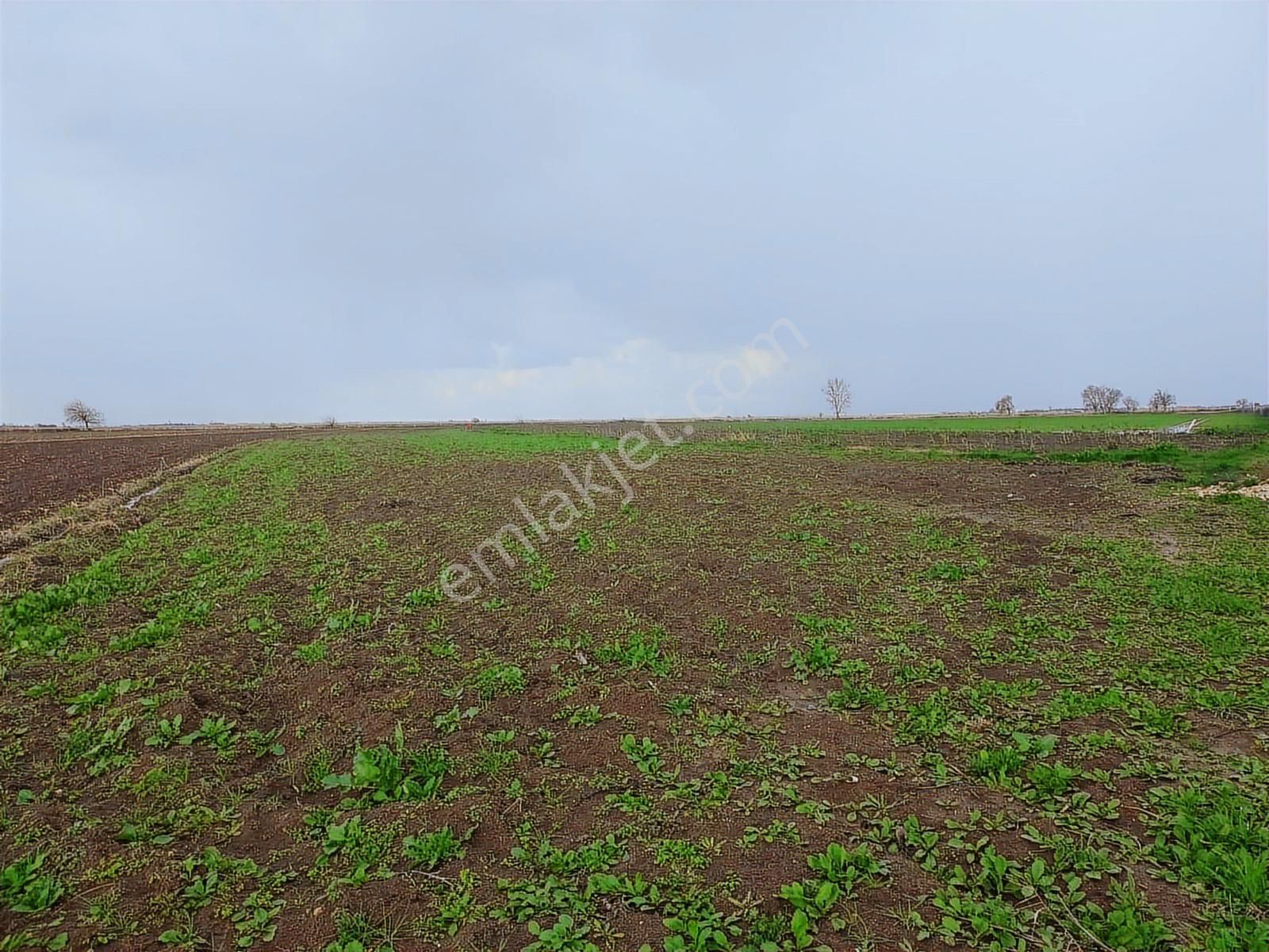Bursa M.kemalpaşa Tepecik Satılık Tarla