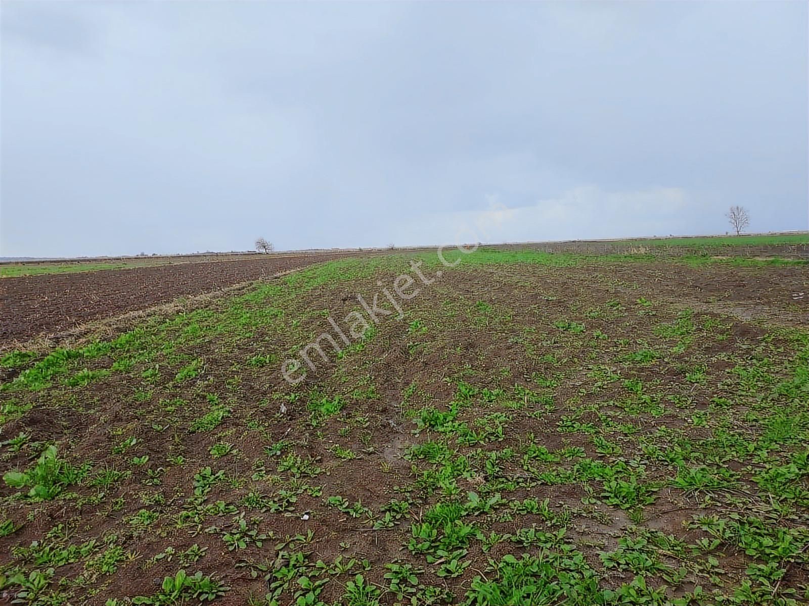 Bursa M.kemalpaşa Tepecik Satılık Tarla - Görsel 4