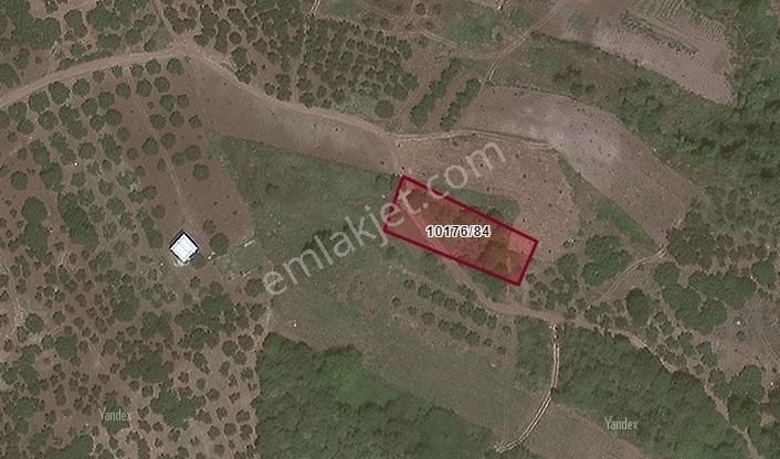 Acil Gündoğdu'da Deniz Manzaralı Tek Tapu 1255 M2 Tarla