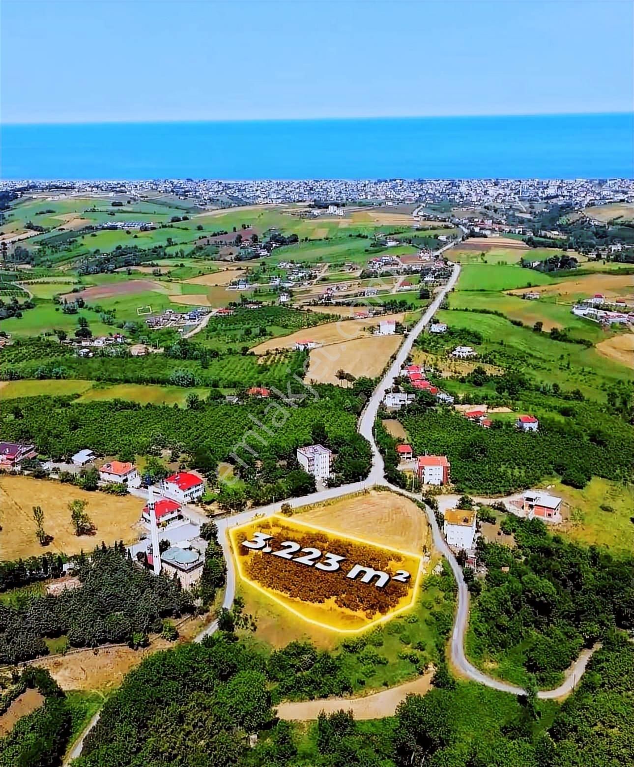 Atakum Çatalçam'da Fındık Bahçesi Ve Müstakil Ev - Görsel 15