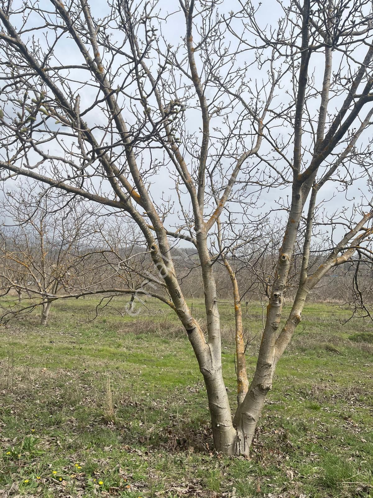 Çanakkale 9 Dönüm Sahibinden Asfalta Cepheli - Görsel 10
