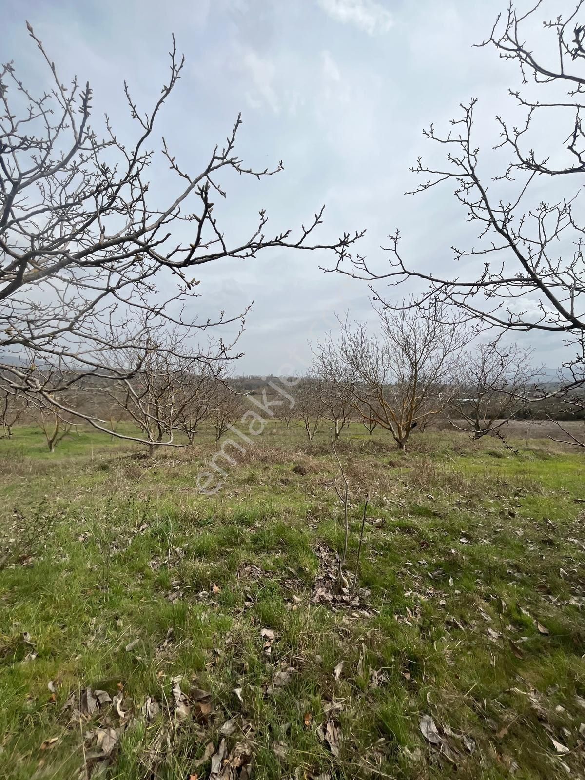 Çanakkale 9 Dönüm Sahibinden Asfalta Cepheli - Görsel 7