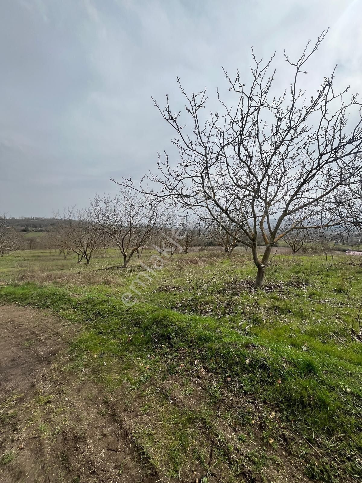 Çanakkale 9 Dönüm Sahibinden Asfalta Cepheli - Görsel 9