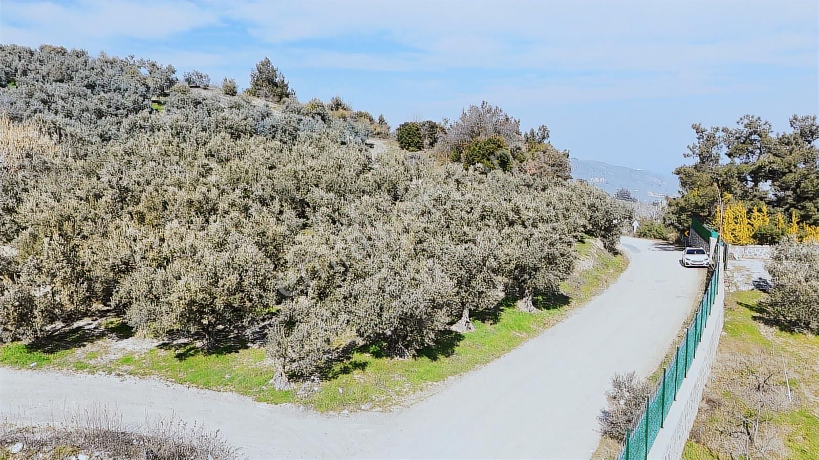 Çepni'de Asfalta Cephe Satılık 2.266 M2 Şahane Zeytinlik - Görsel 11