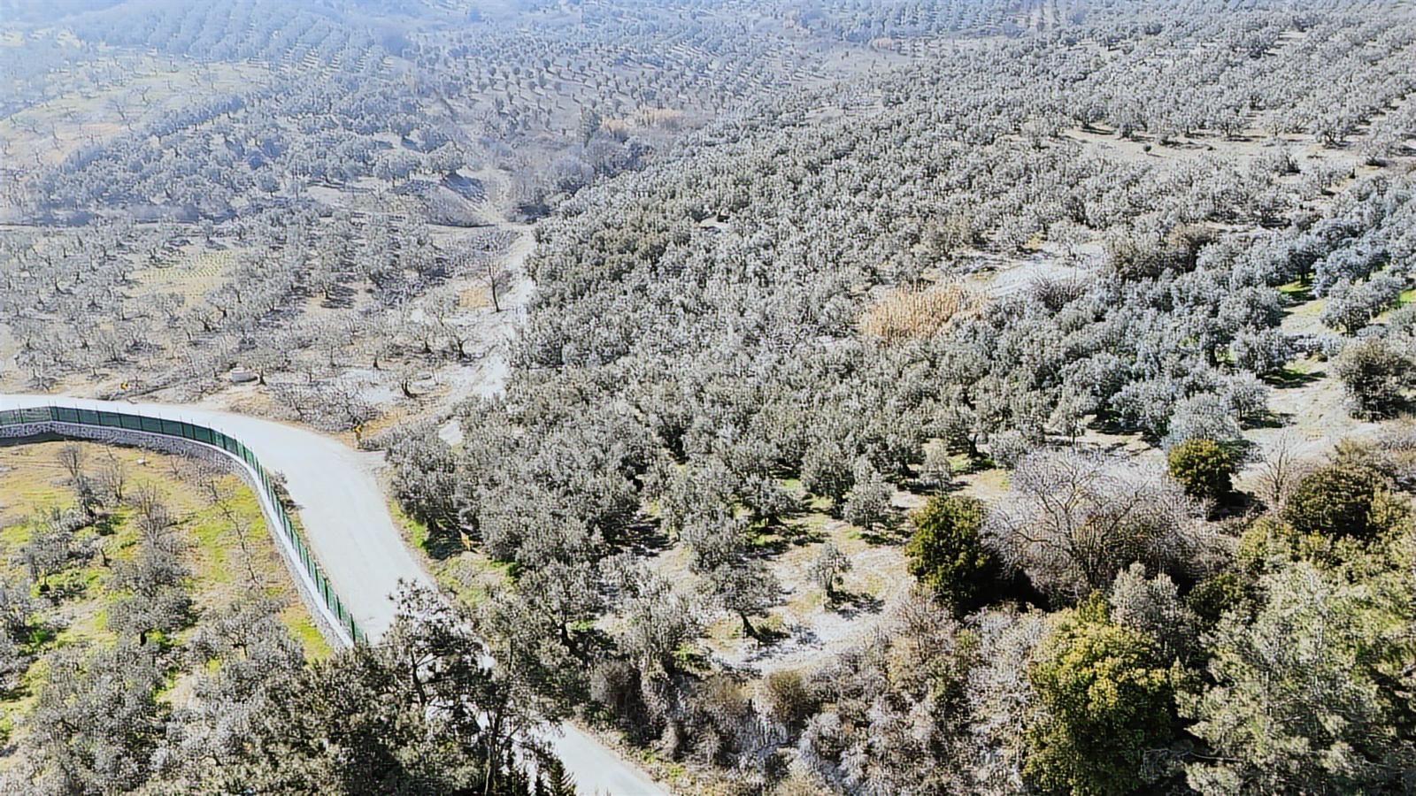 Çepni'de Asfalta Cephe Satılık 2.266 M2 Şahane Zeytinlik - Görsel 3
